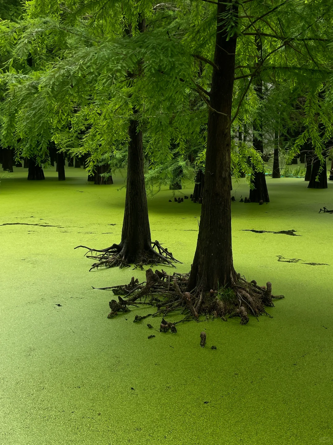 在这个夏天闯入了童话般的水上森林🌲青山湖