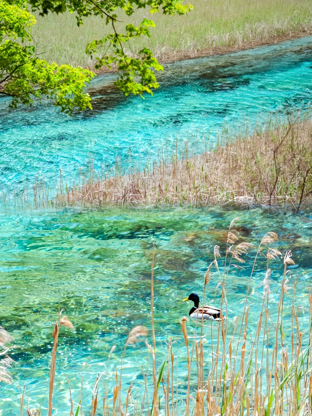 🔥【九寨沟仙境探秘】保姆级