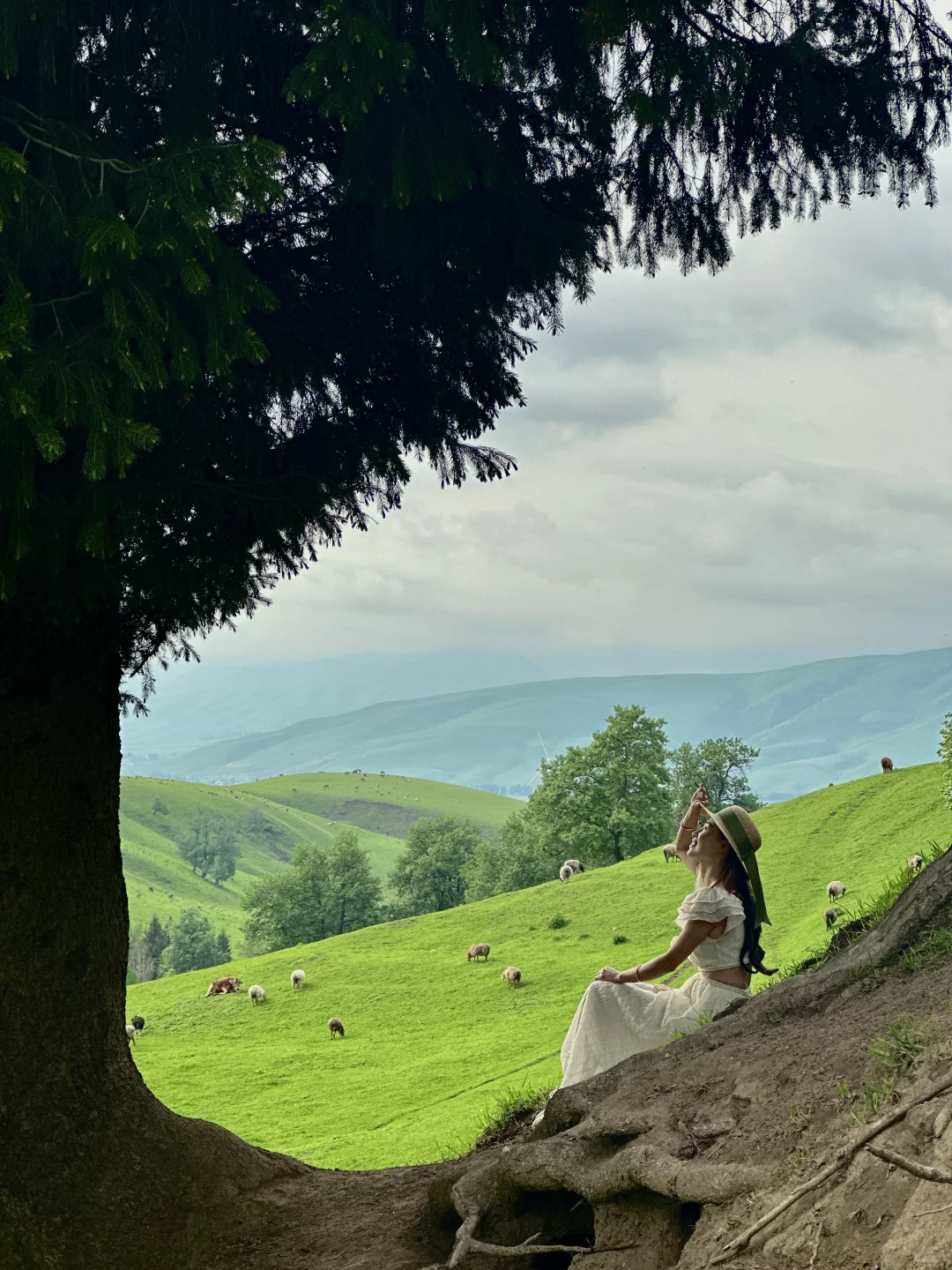 在新疆拍到了我的人生live~🌲🐂🐑🍃