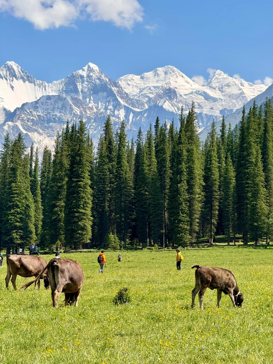 雪山草原🏔️夏塔的美无可替代……