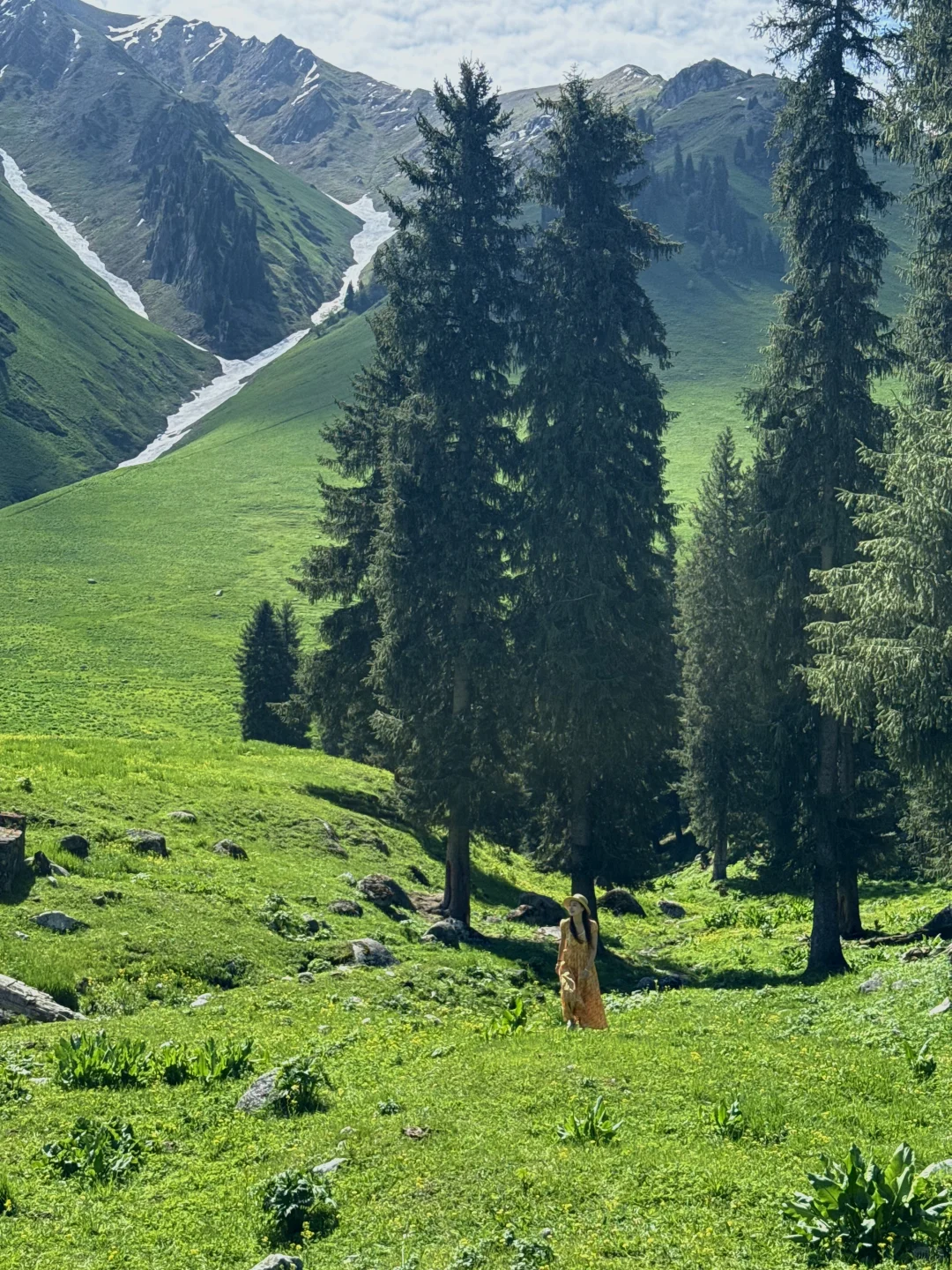在新疆拍到了我的人生live~🌲🐂🐑🍃