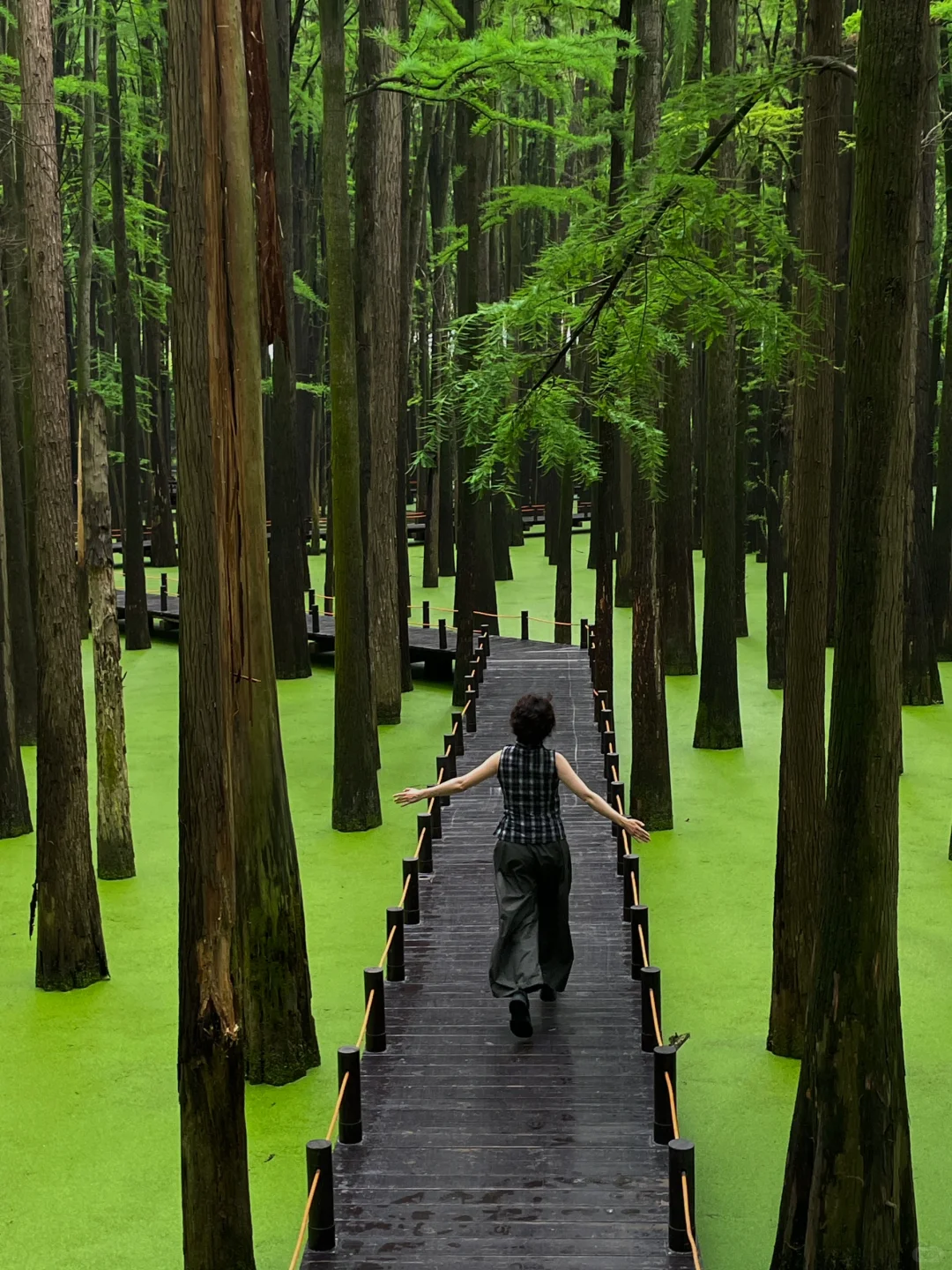 在这个夏天闯入了童话般的水上森林🌲青山湖