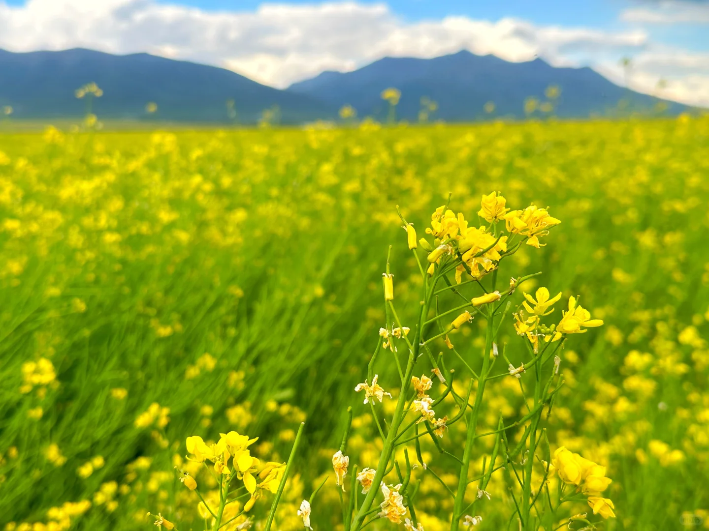 七月门源,大自然的顶级金色浪漫🧡🧡