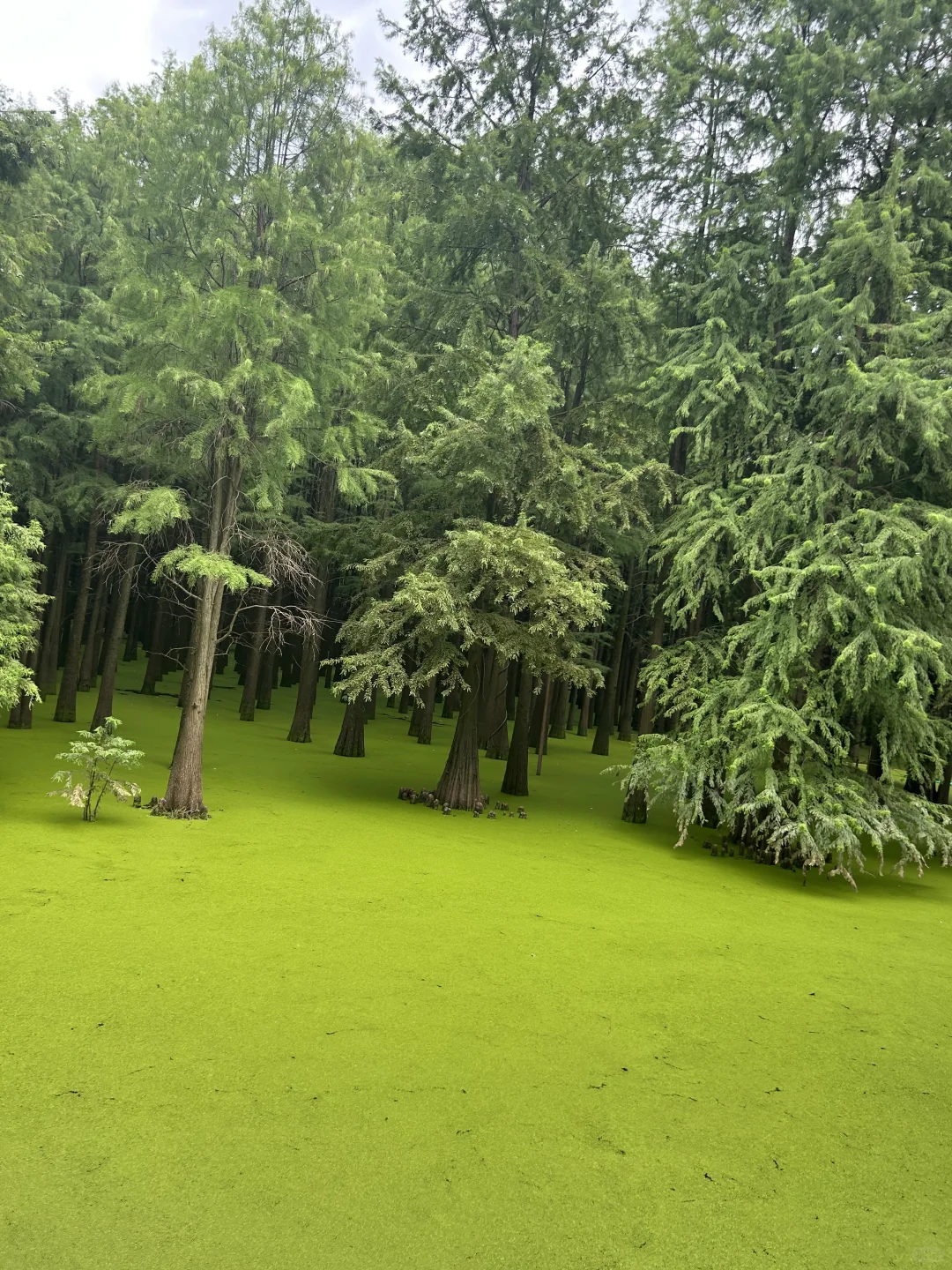 闯入现实版“绿野仙踪”🍃🌳