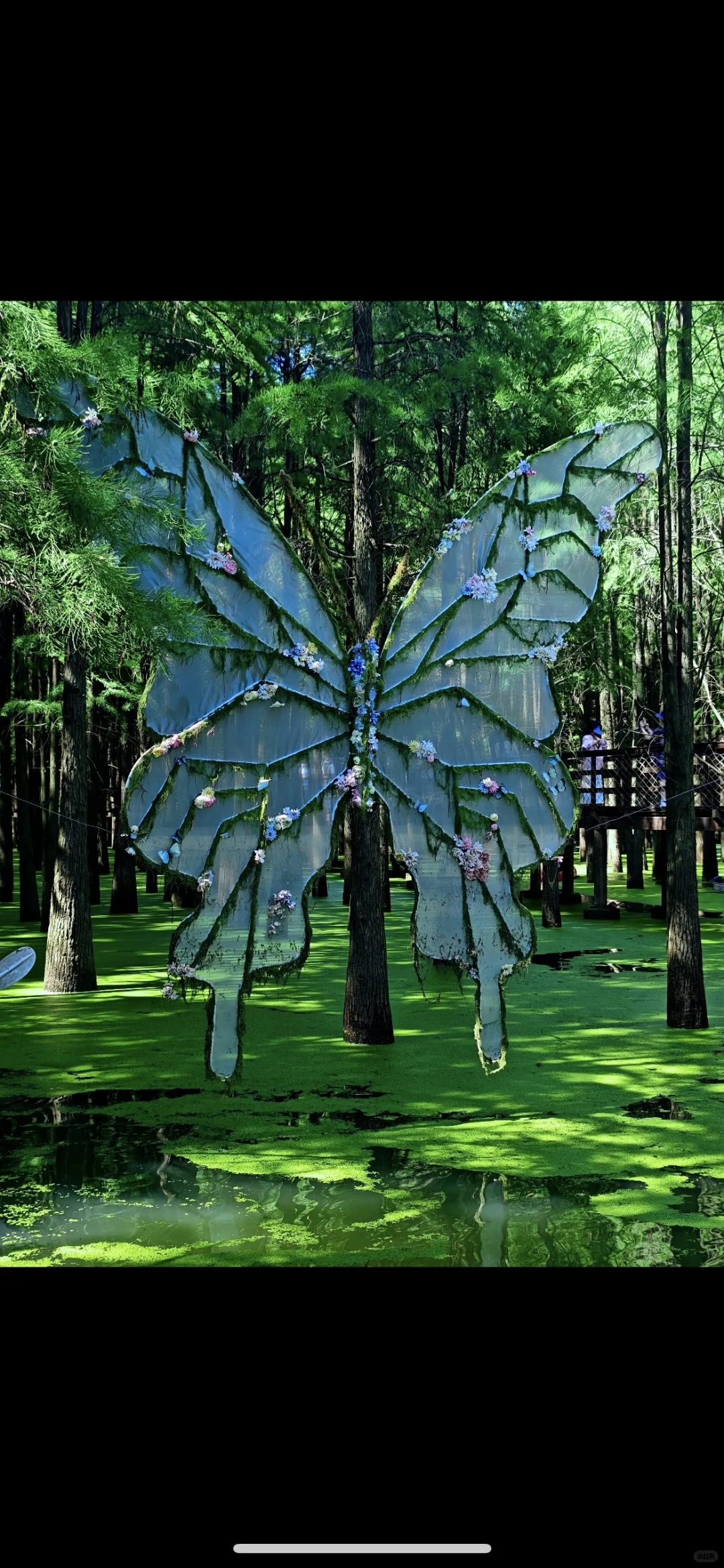 闯入现实版“绿野仙踪”🍃🌳