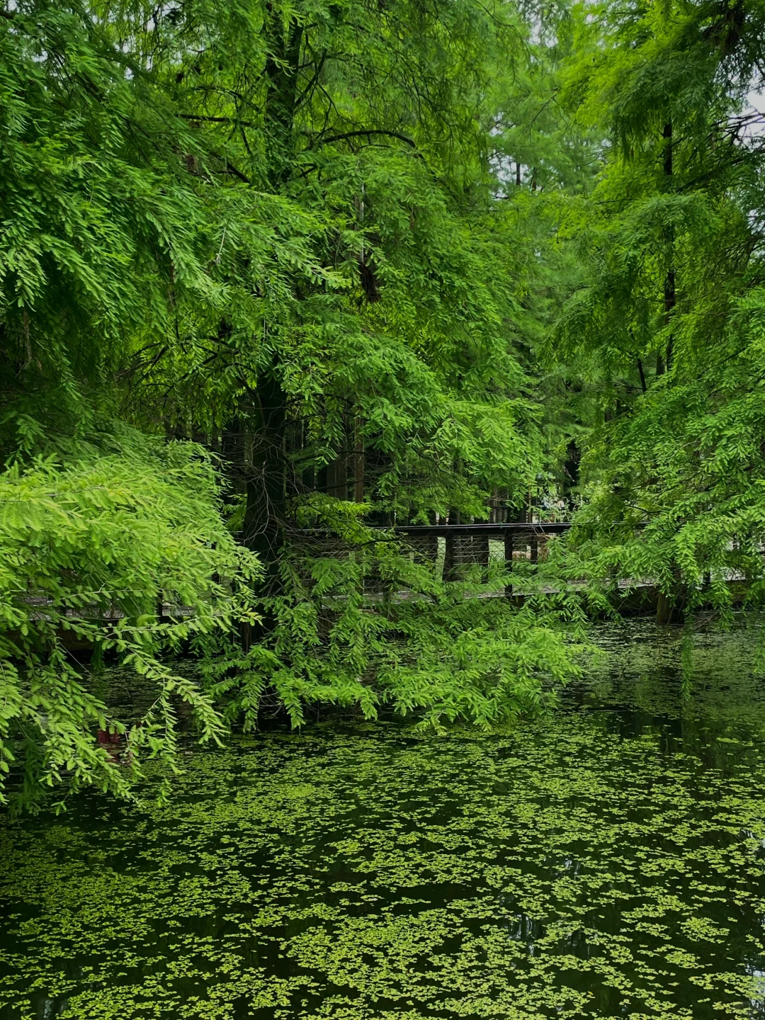 在这个夏天闯入了童话般的水上森林🌲青山湖