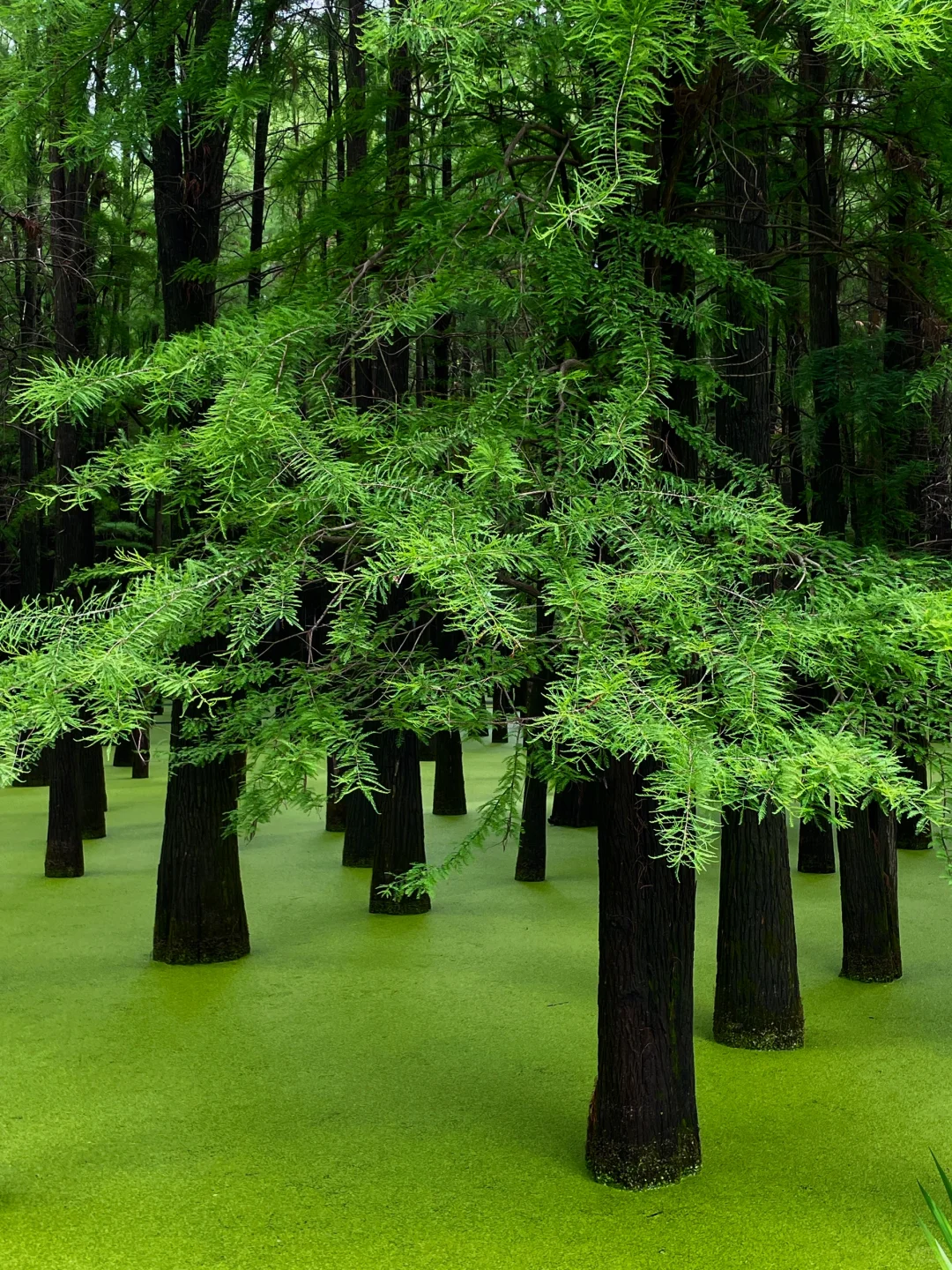 在这个夏天闯入了童话般的水上森林🌲青山湖