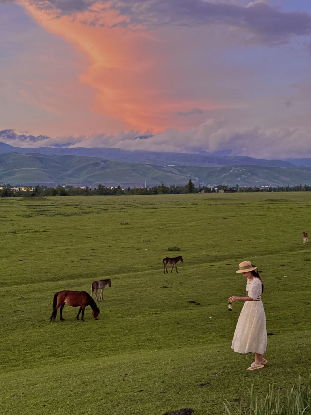 在新疆拍到了我的人生live~🌲🐂🐑🍃