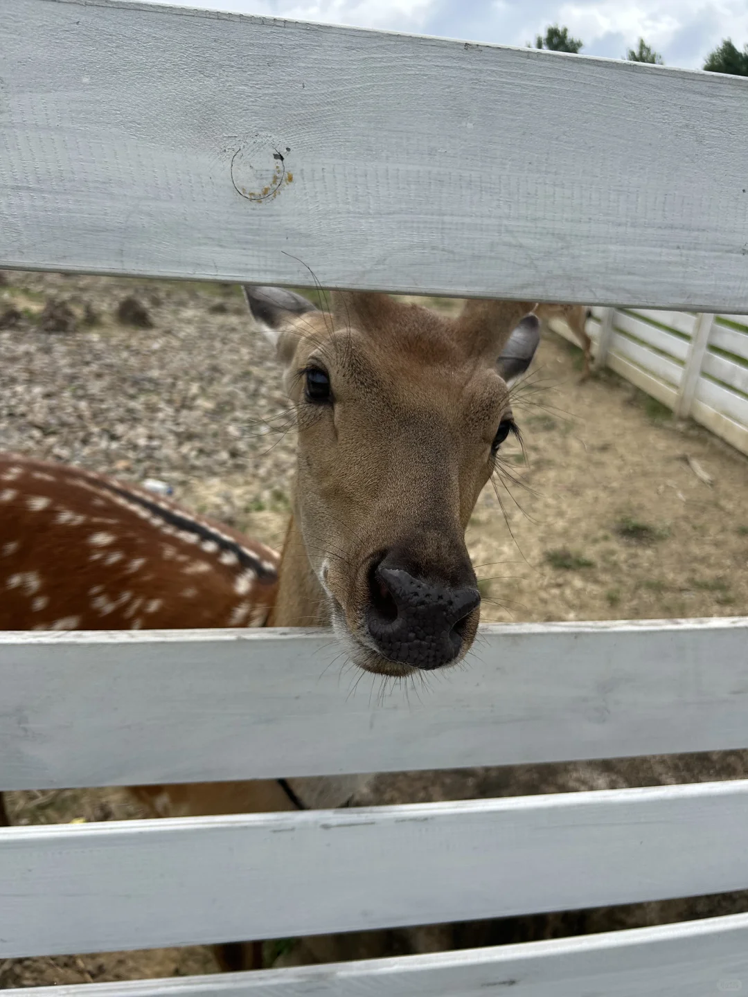闯入现实版“绿野仙踪”🍃🌳