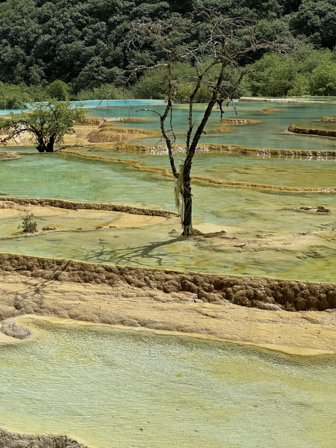 黄龙五彩池｜7.17实况图片🤩