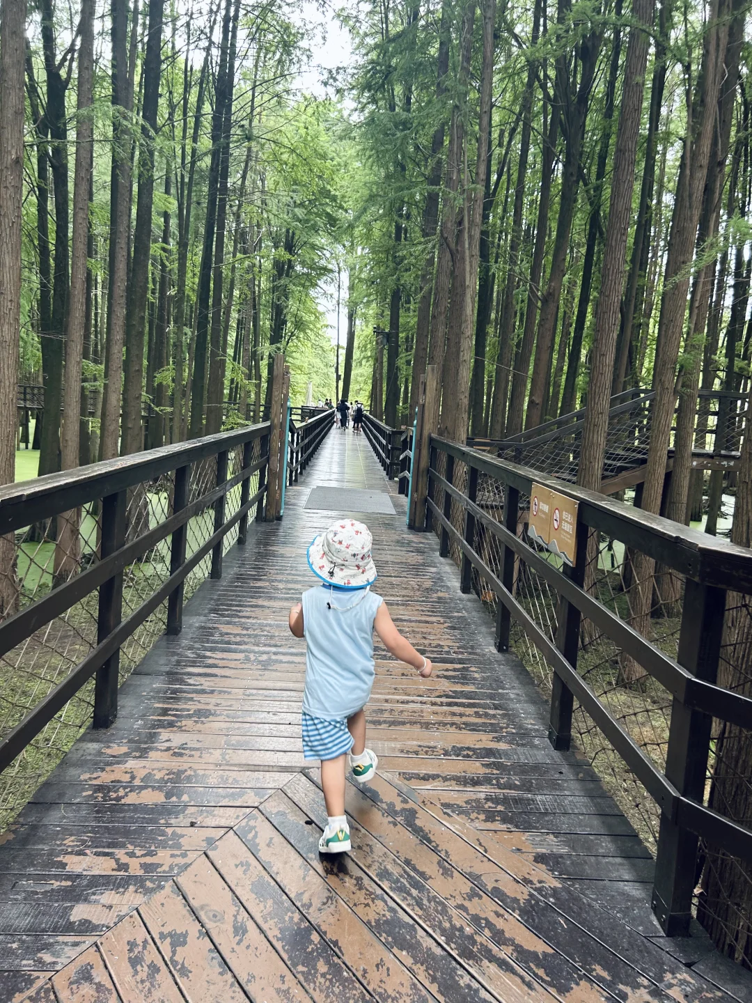 闯入现实版“绿野仙踪”🍃🌳