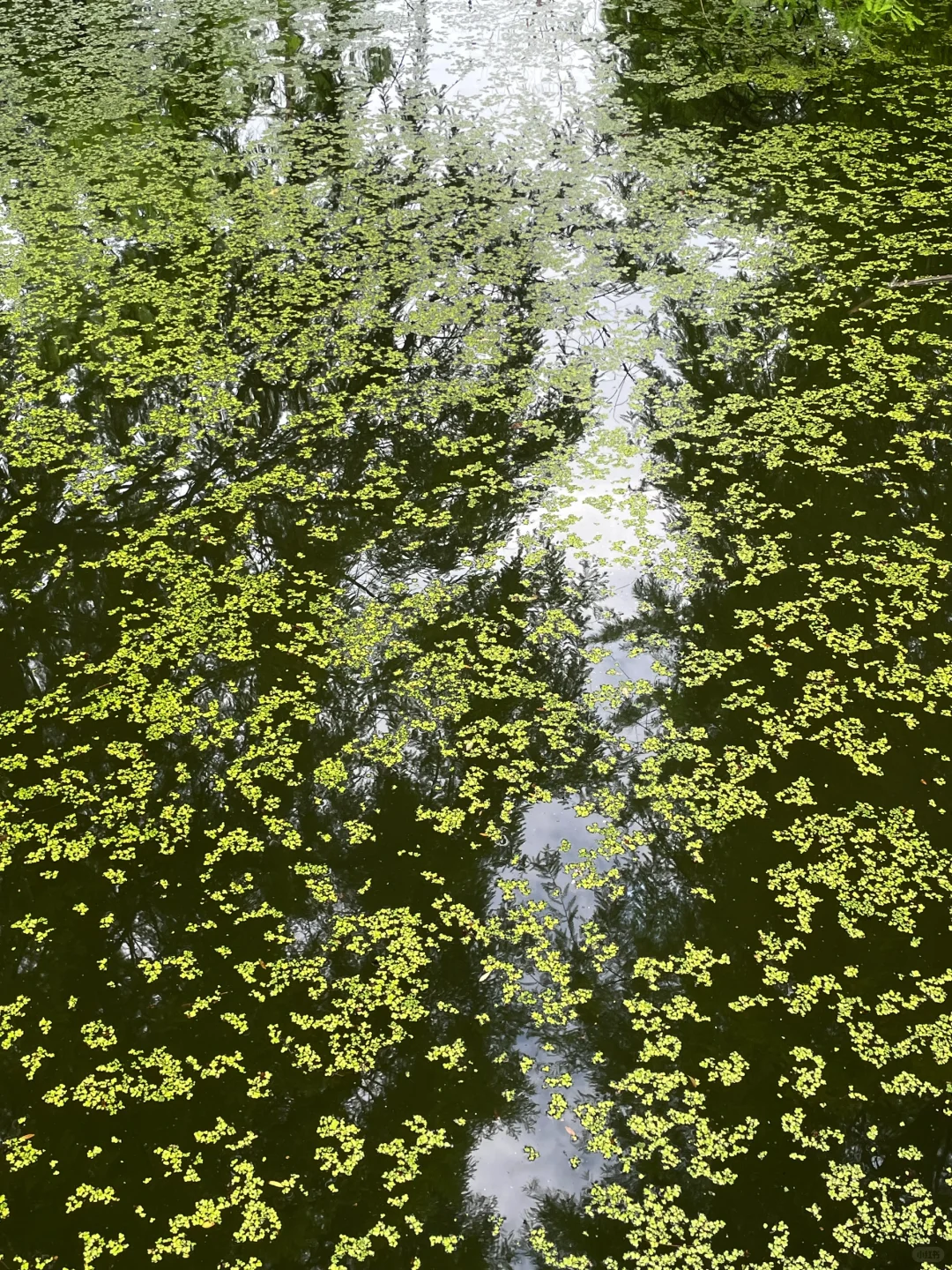 在这个夏天闯入了童话般的水上森林🌲青山湖