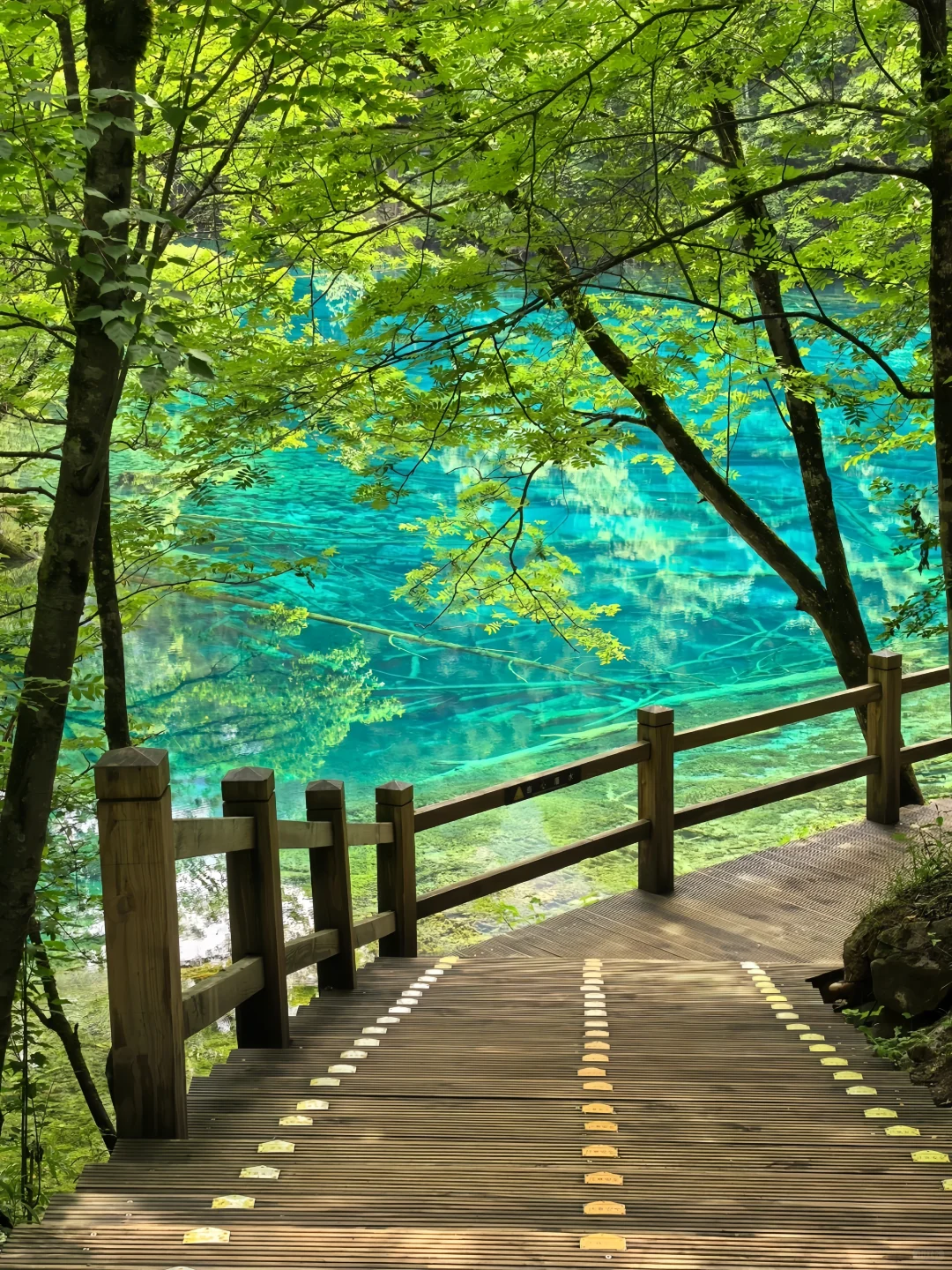 🔥【九寨沟仙境探秘】保姆级