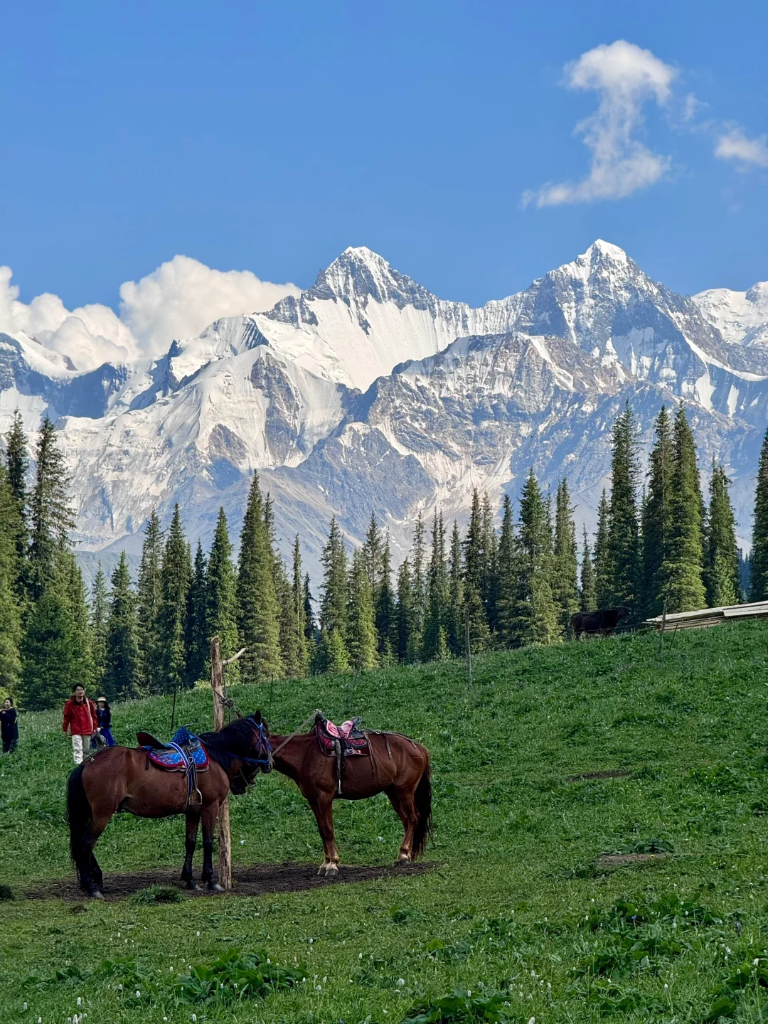 雪山草原🏔️夏塔的美无可替代……