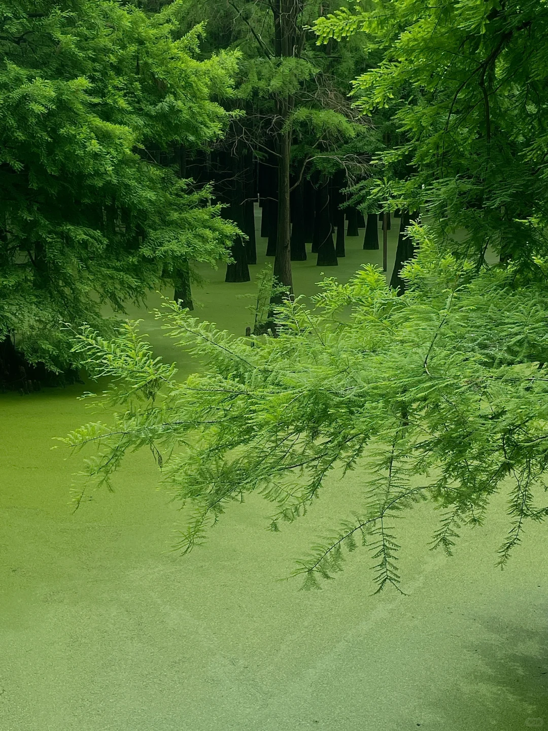 在这个夏天闯入了童话般的水上森林🌲青山湖