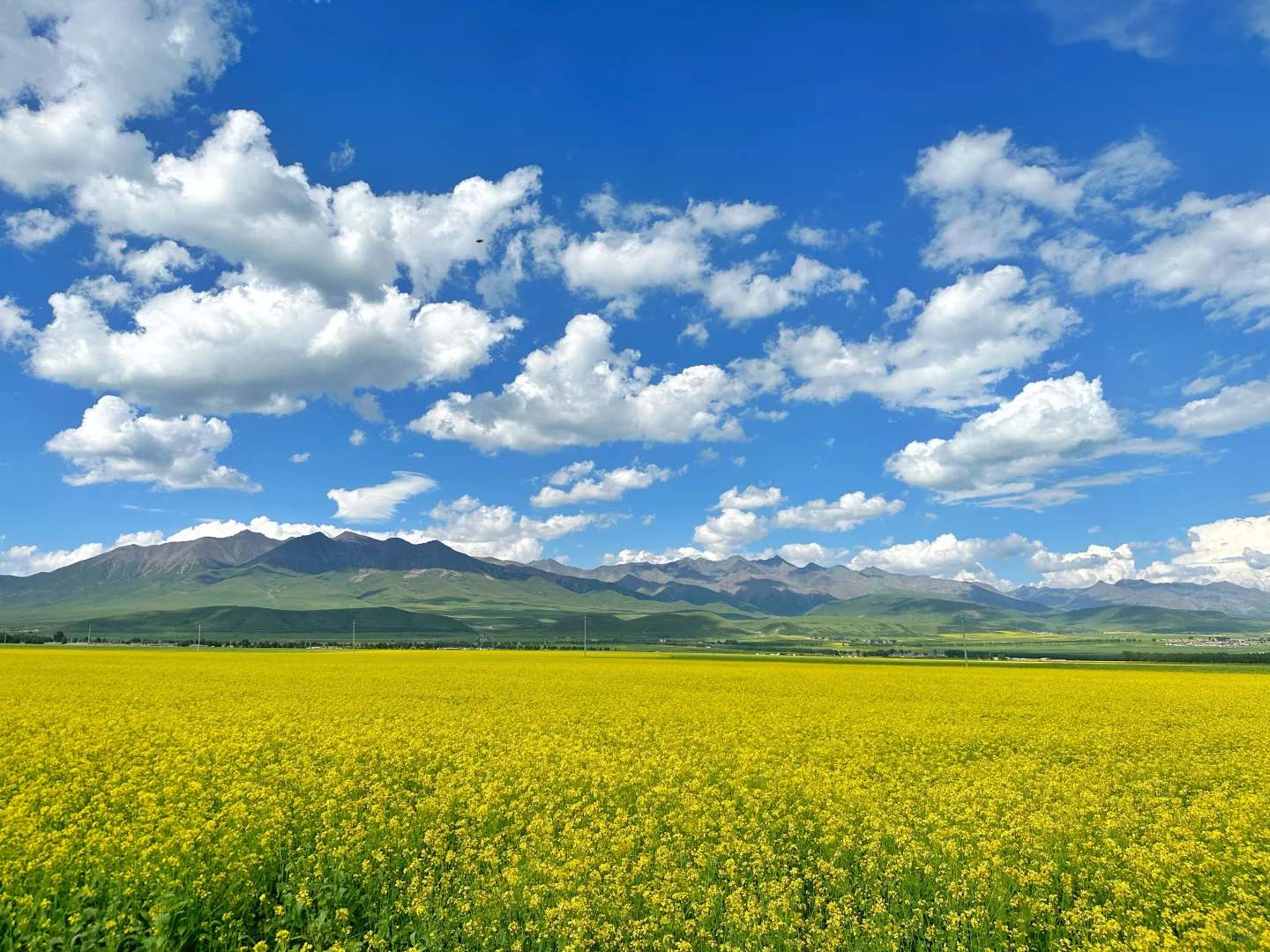 七月门源,大自然的顶级金色浪漫🧡🧡