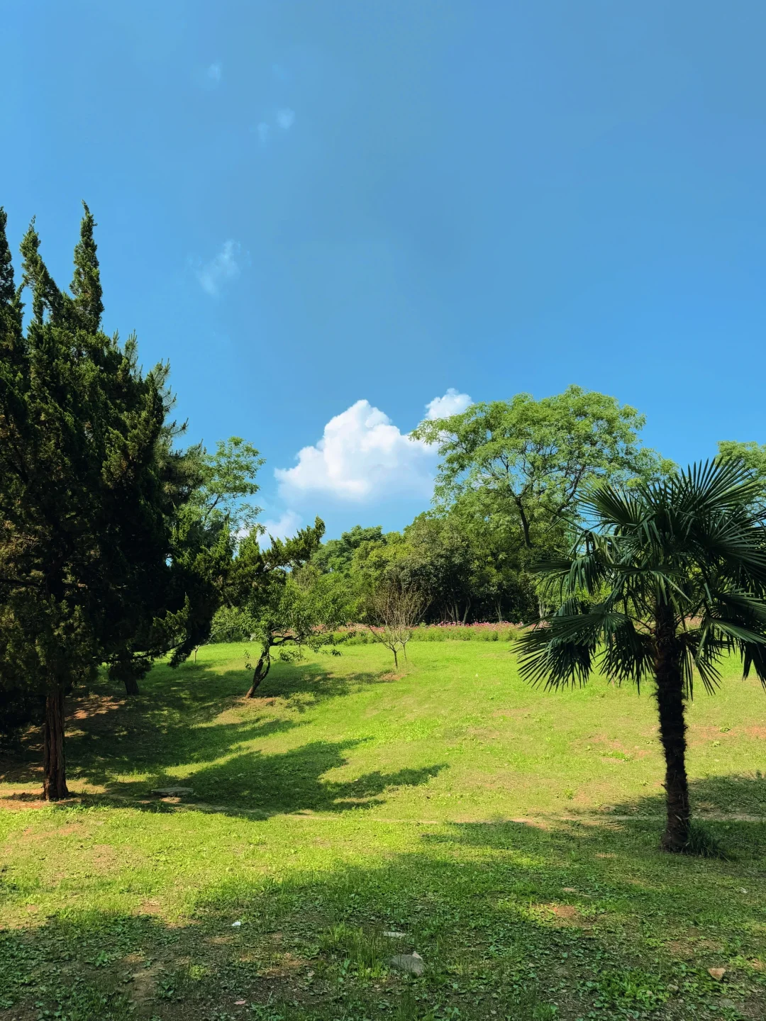 live｜藏在南京市区的“绿野仙踪” 人少免费