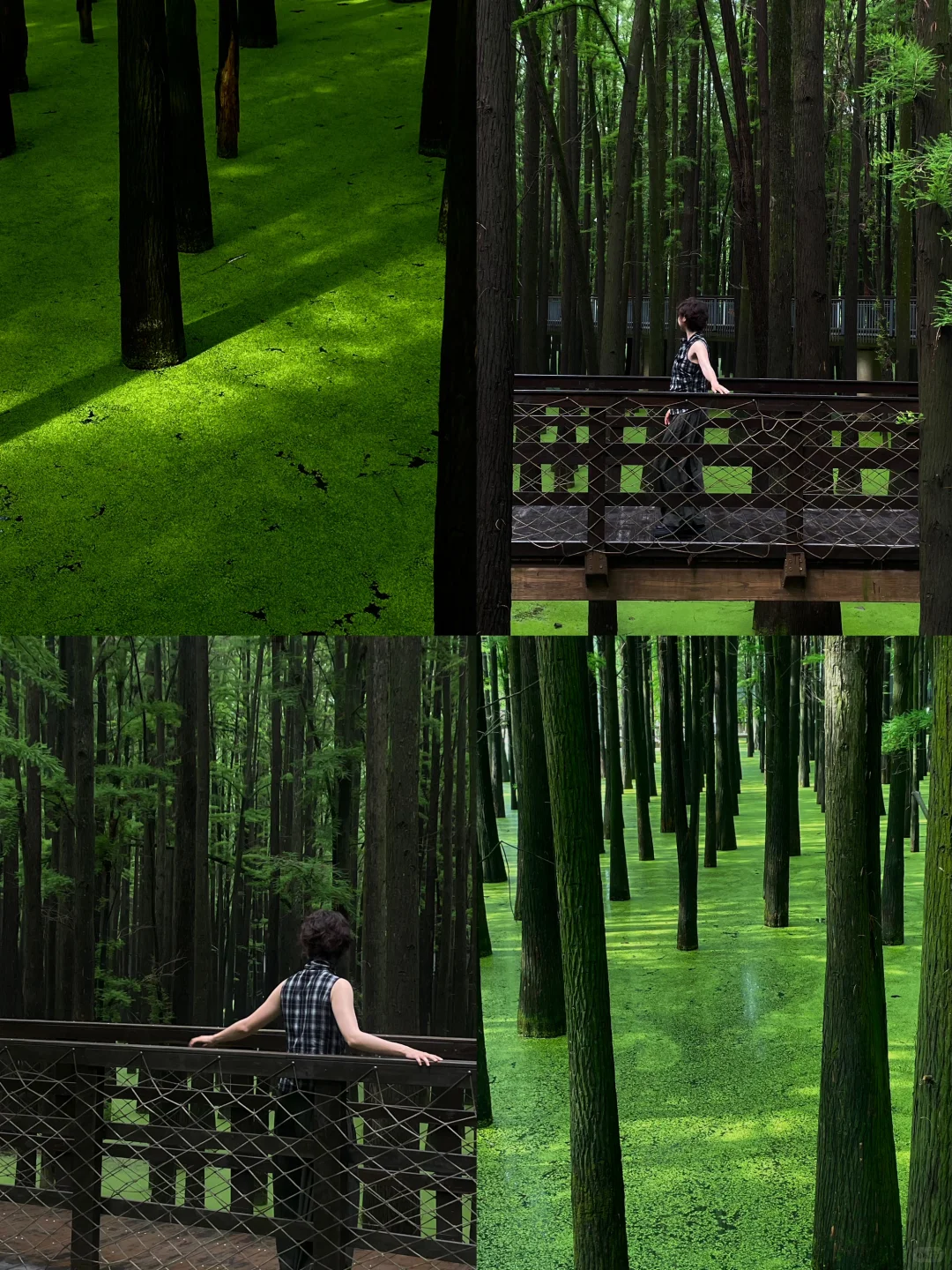 在这个夏天闯入了童话般的水上森林🌲青山湖