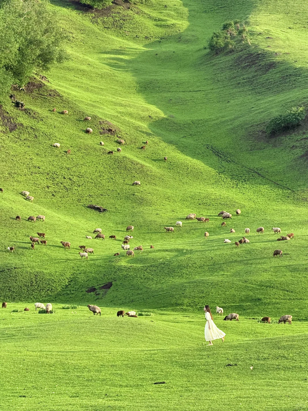 在新疆拍到了我的人生live~🌲🐂🐑🍃