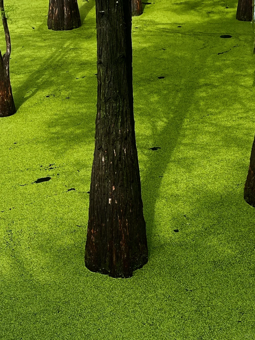 在这个夏天闯入了童话般的水上森林🌲青山湖