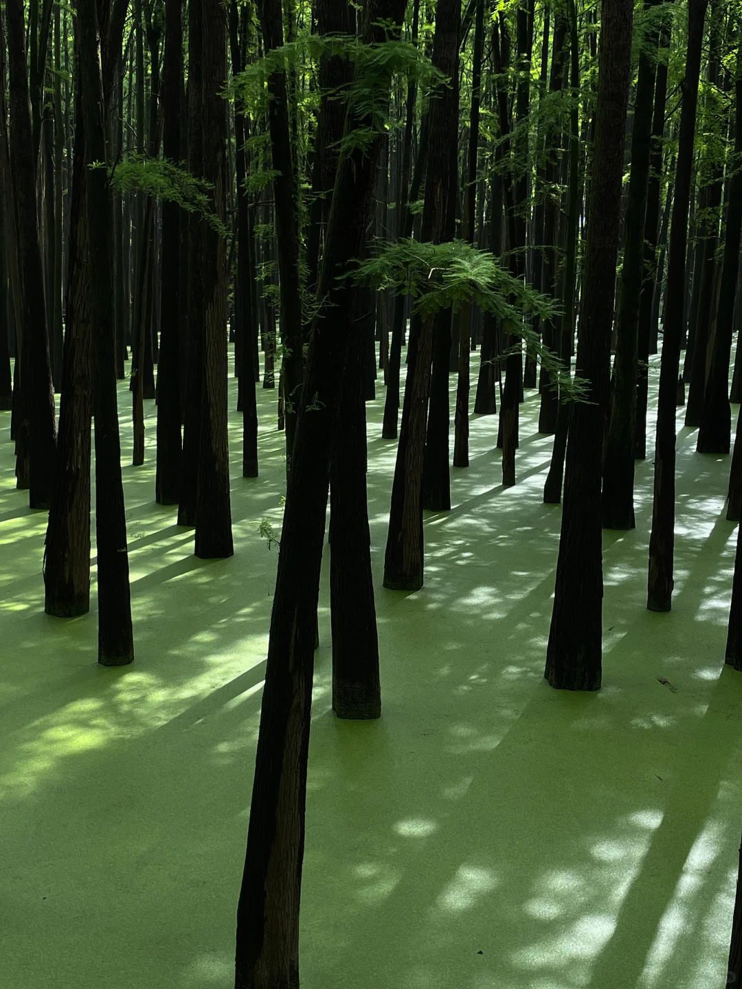 在这个夏天闯入了童话般的水上森林🌲青山湖