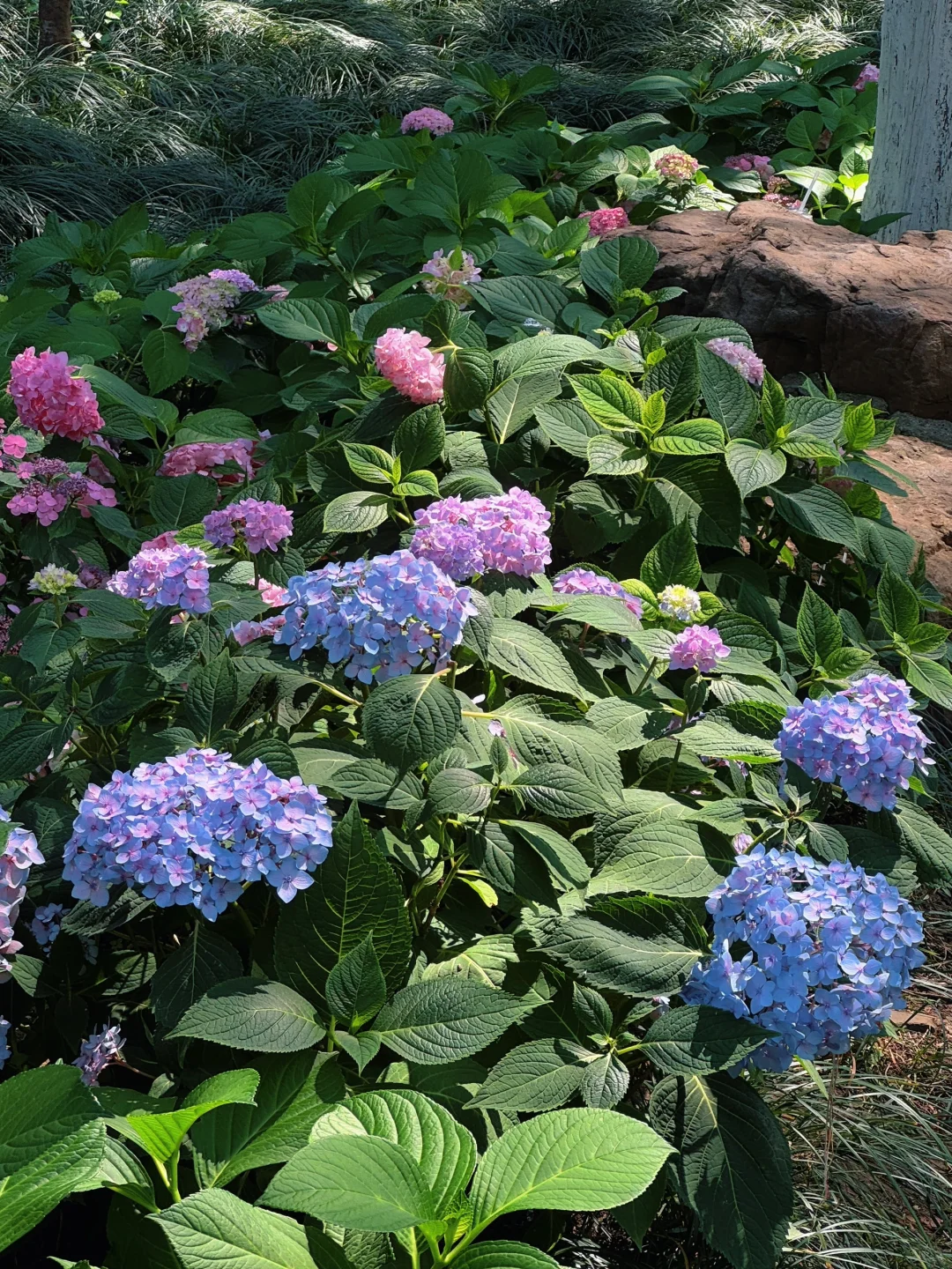 live｜藏在南京市区的“绿野仙踪” 人少免费