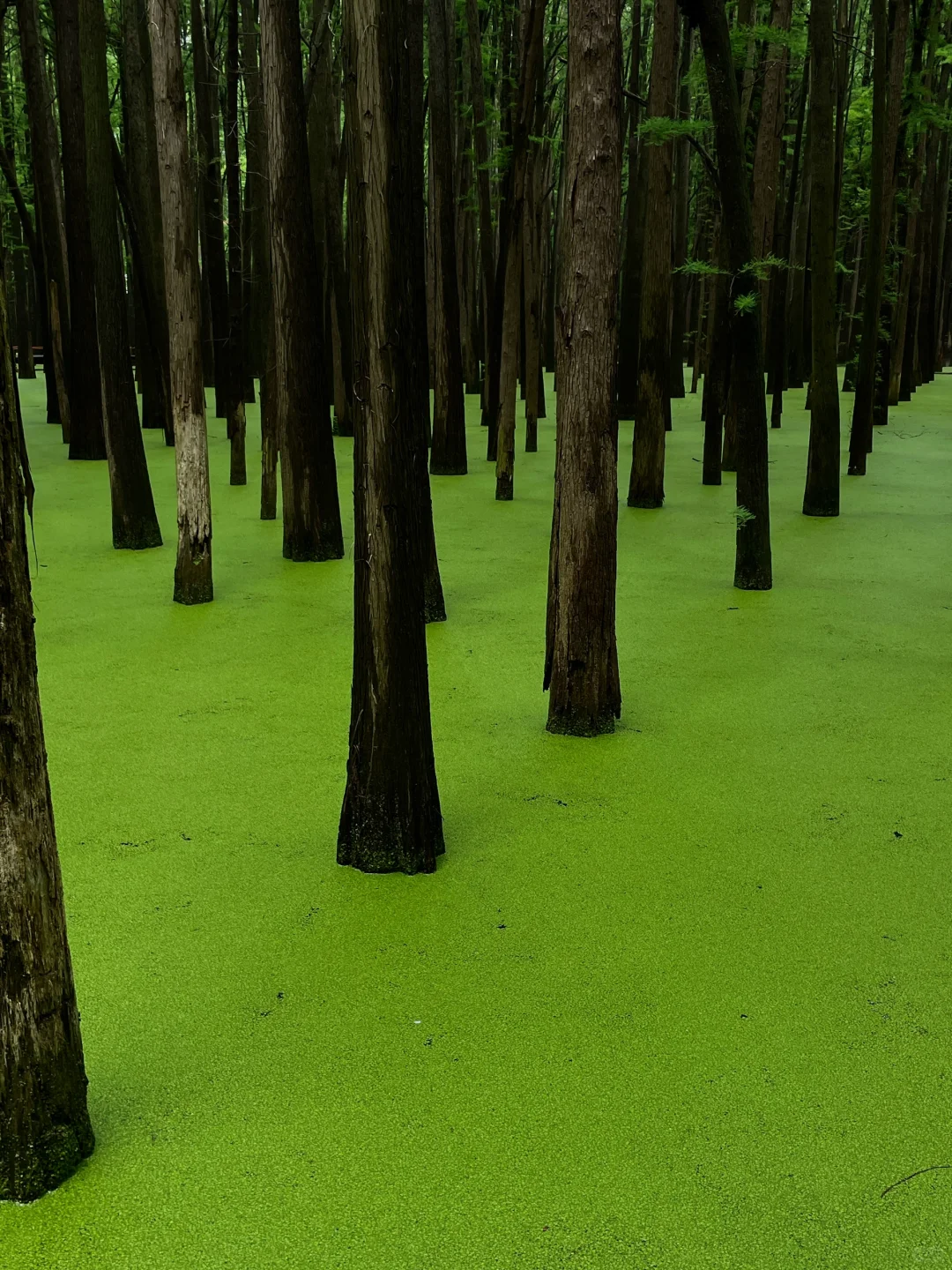 在这个夏天闯入了童话般的水上森林🌲青山湖