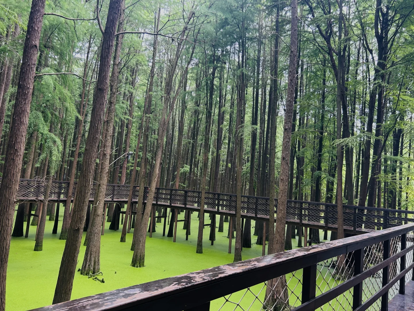闯入现实版“绿野仙踪”🍃🌳