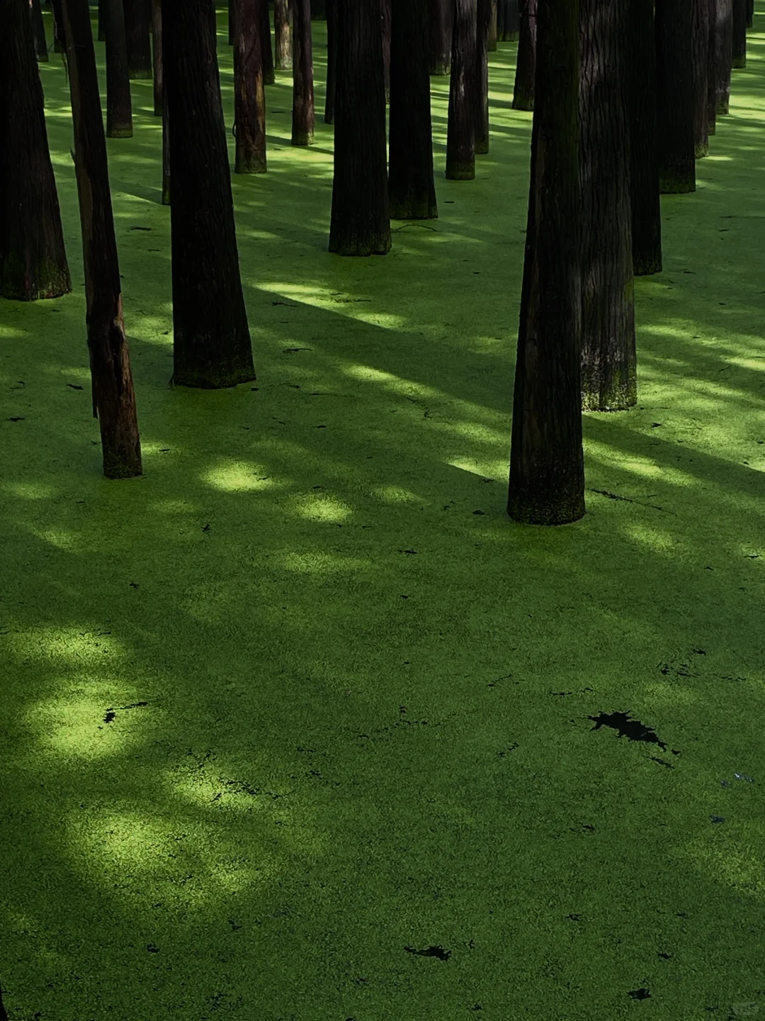 在这个夏天闯入了童话般的水上森林🌲青山湖