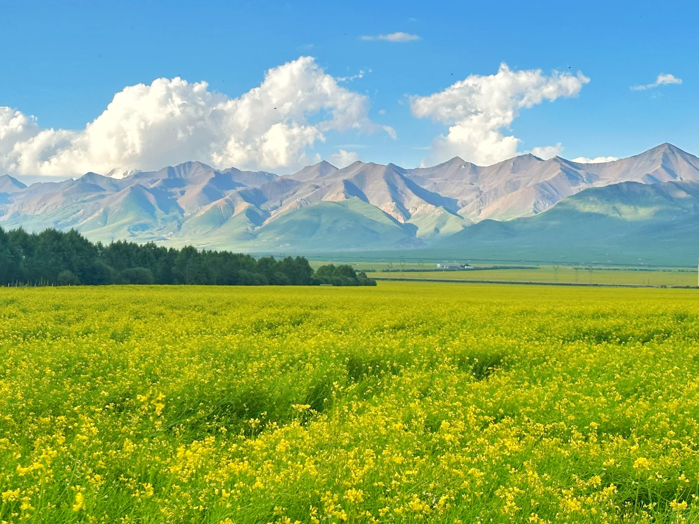七月门源,大自然的顶级金色浪漫🧡🧡
