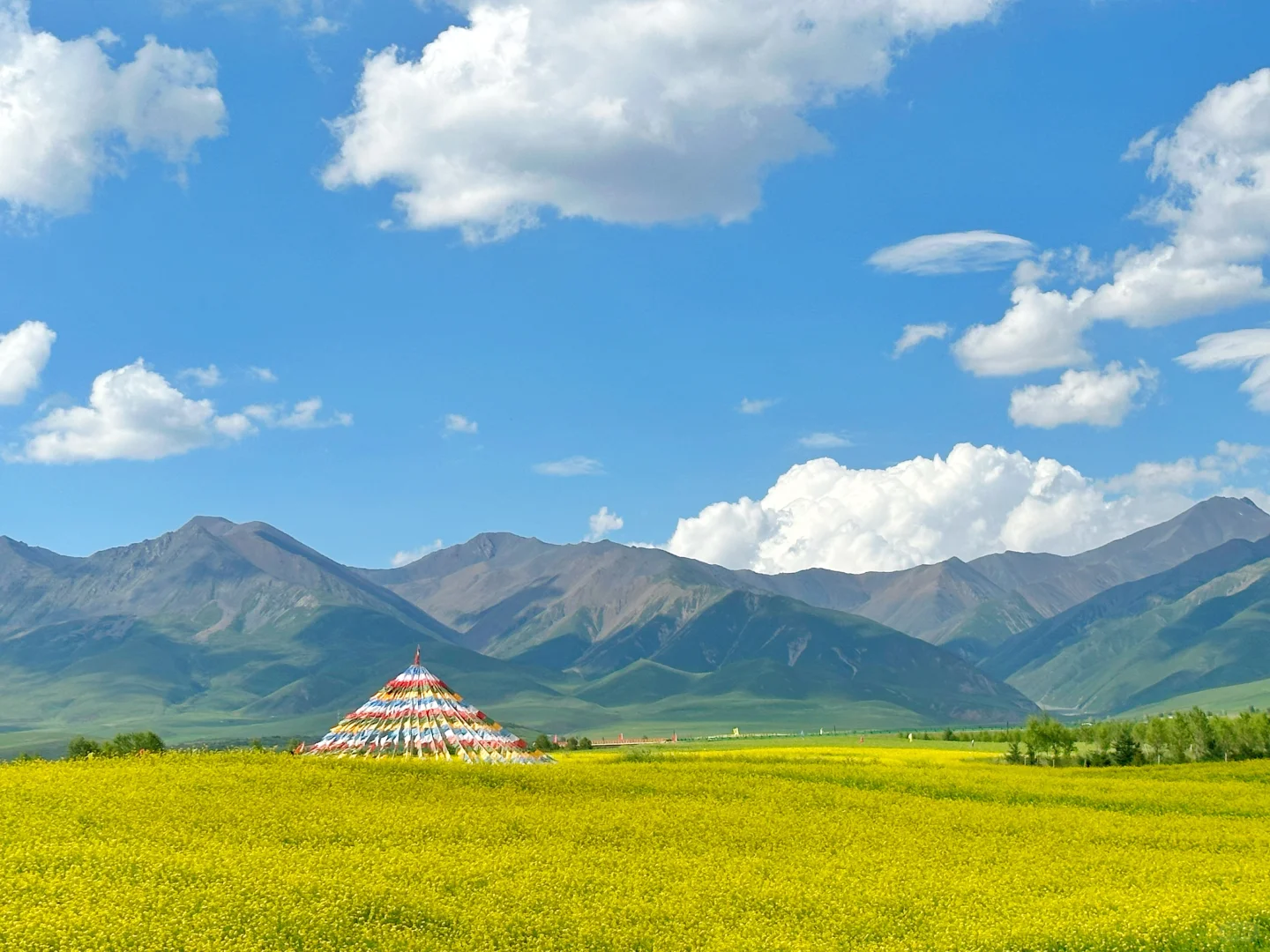 七月门源,大自然的顶级金色浪漫🧡🧡