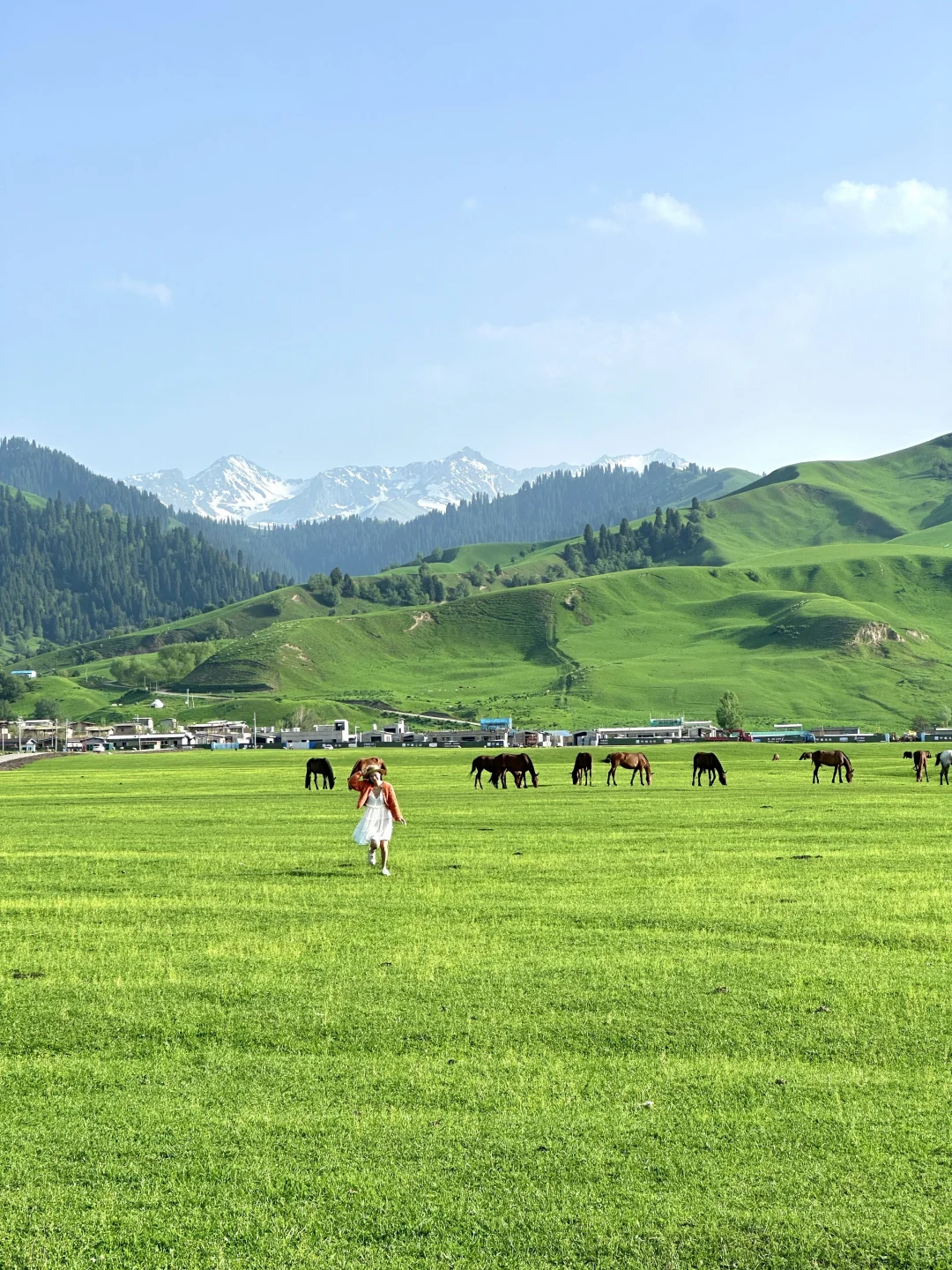 在新疆拍到了我的人生live~🌲🐂🐑🍃