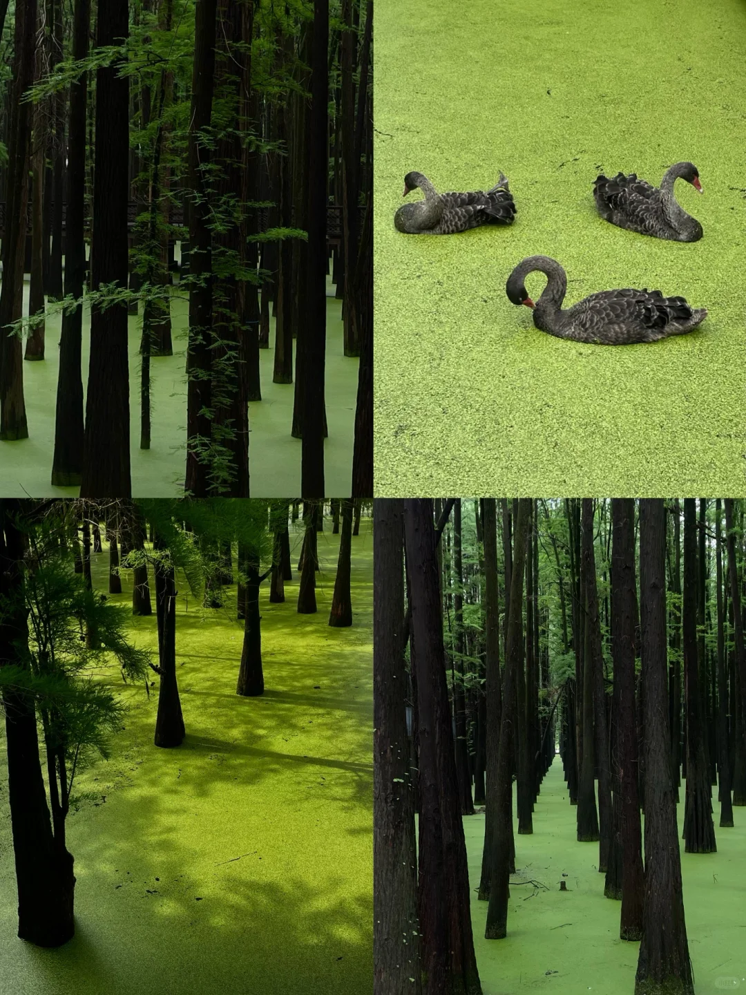 在这个夏天闯入了童话般的水上森林🌲青山湖