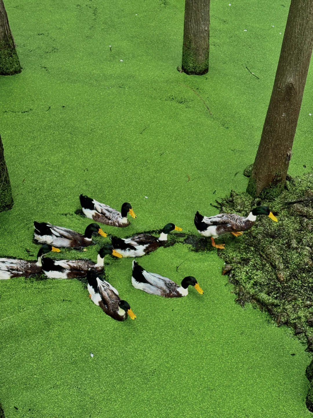 闯入现实版“绿野仙踪”🍃🌳