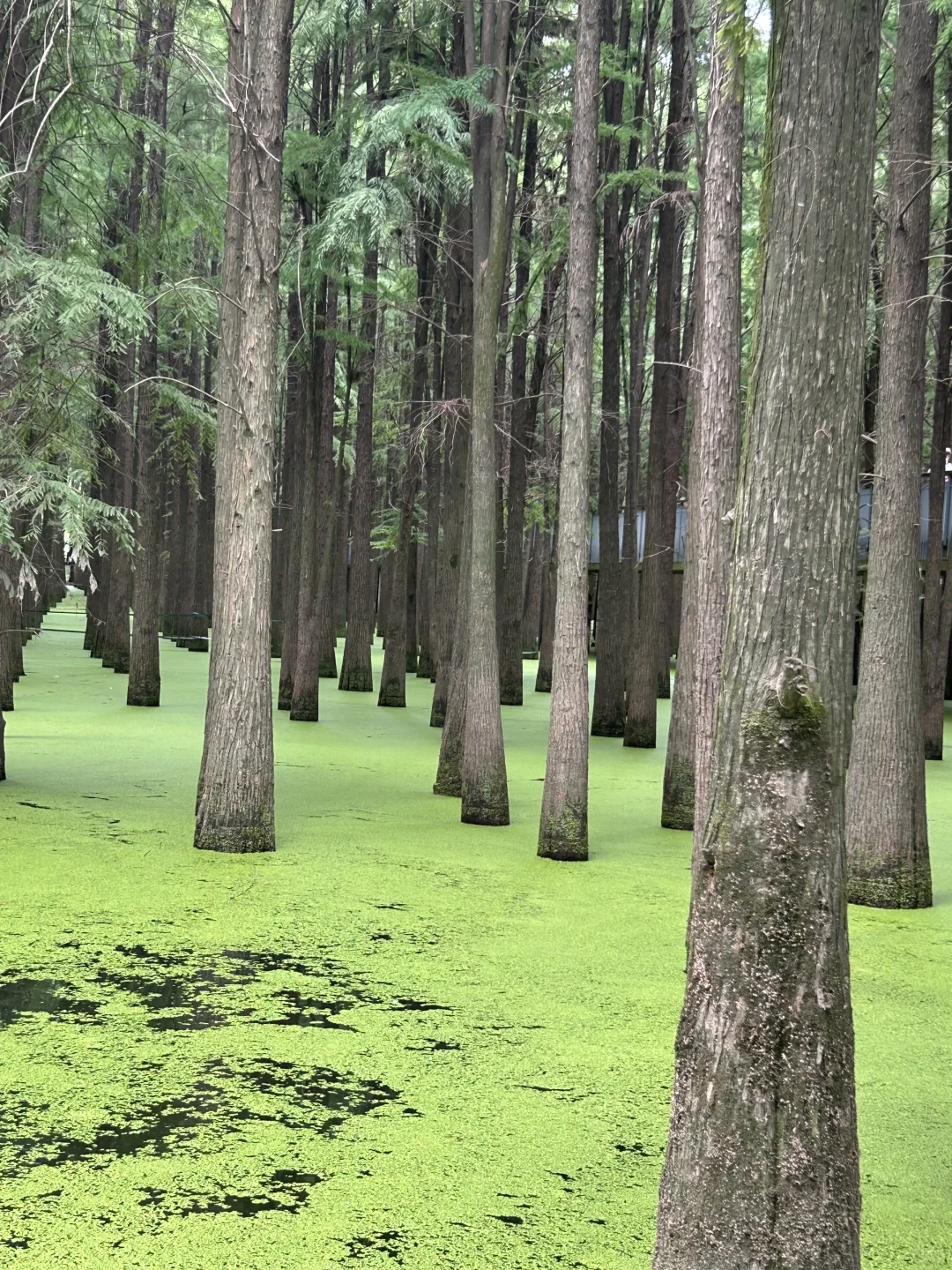 闯入现实版“绿野仙踪”🍃🌳