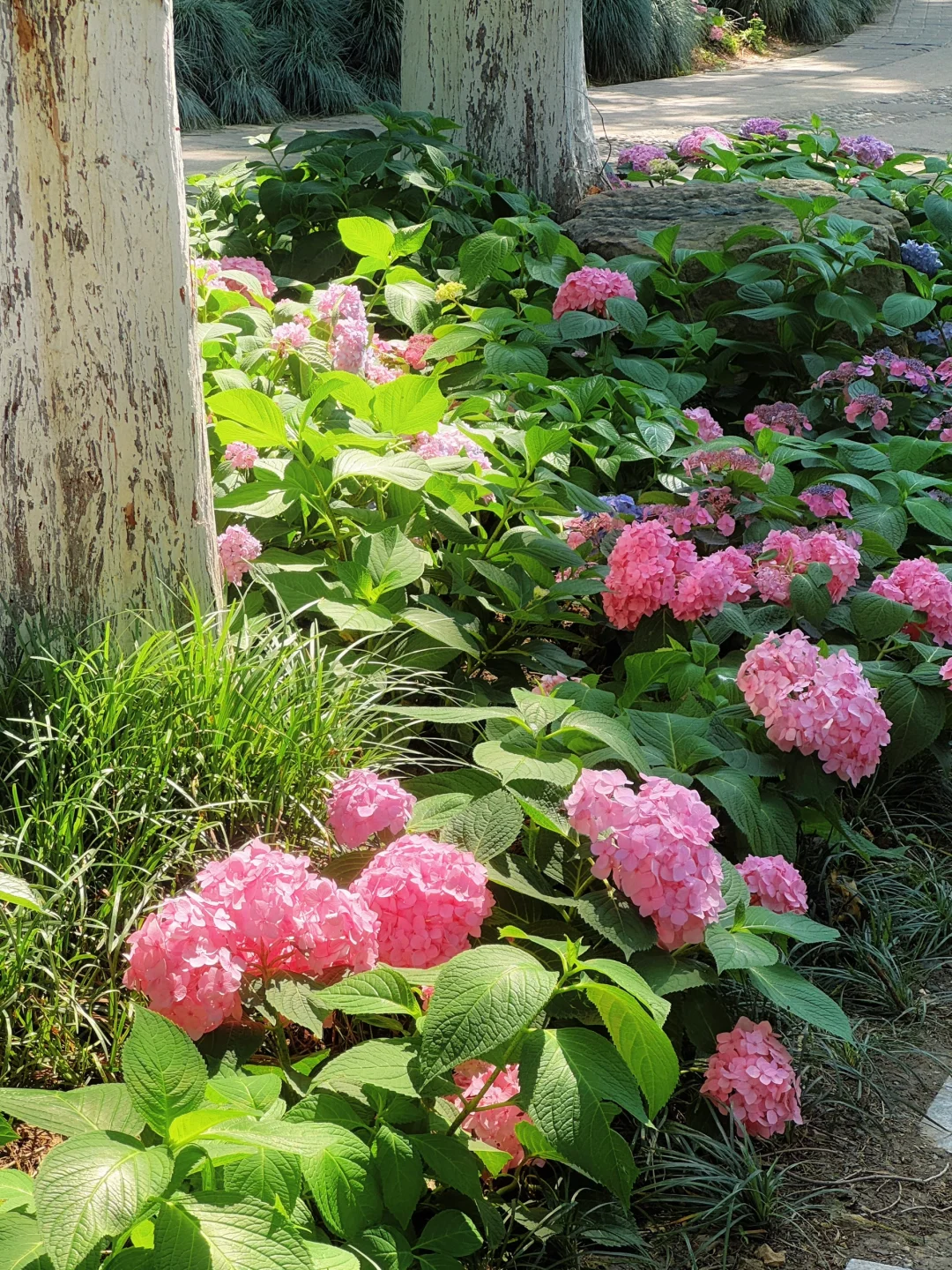 live｜藏在南京市区的“绿野仙踪” 人少免费
