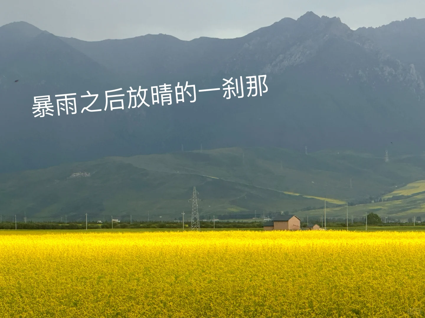 七月门源,大自然的顶级金色浪漫🧡🧡