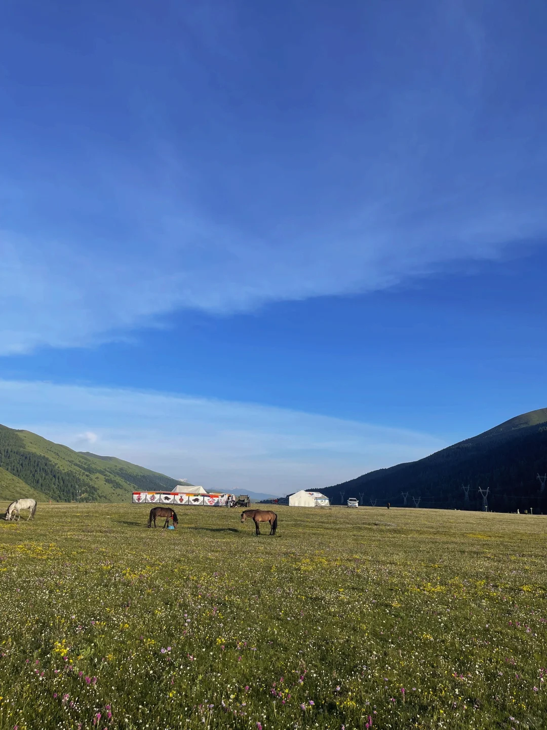 鲜为人知的旅游目的地之道孚县龙灯牧场
