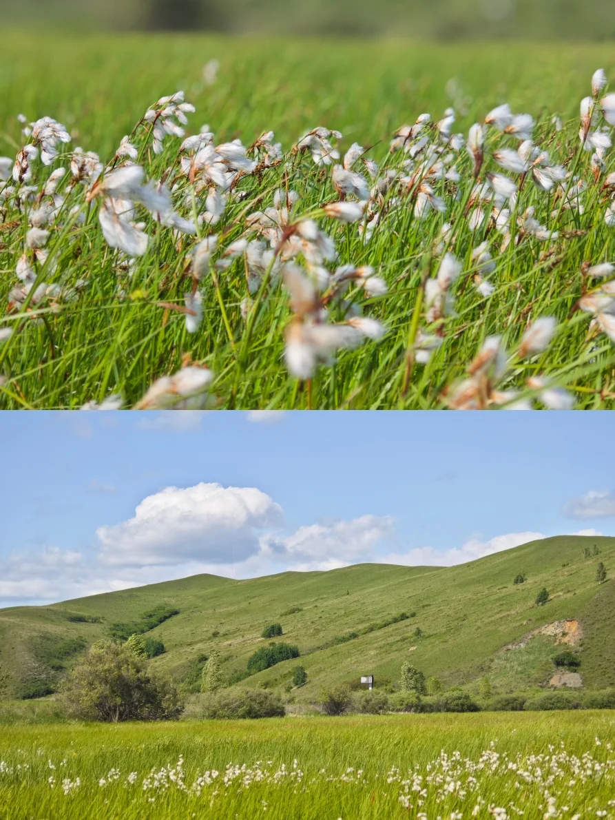 宫崎骏的夏天，谁不向往？不想回去了🤩
