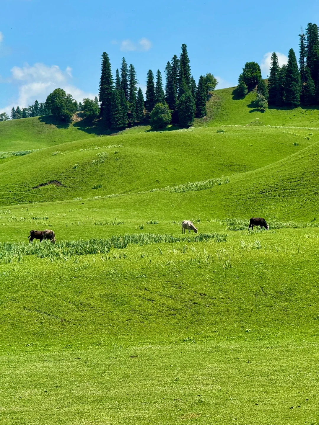 那拉提太美了🍃但是真的要做攻略…