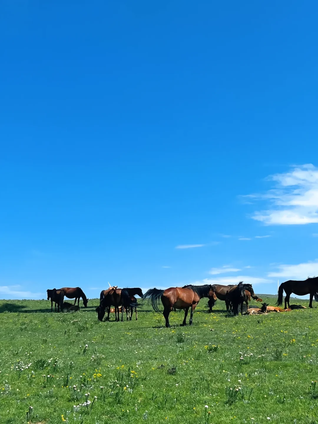 七月来乌兰察布旅游的小哥哥小姐姐们看过来