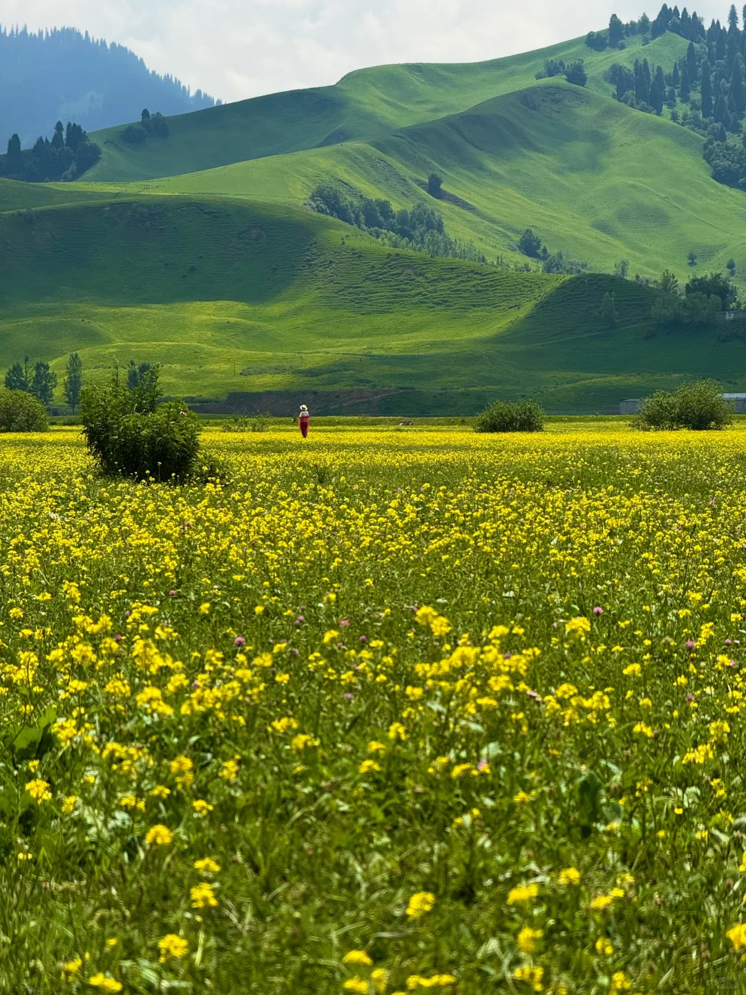 那拉提太美了🍃但是真的要做攻略…