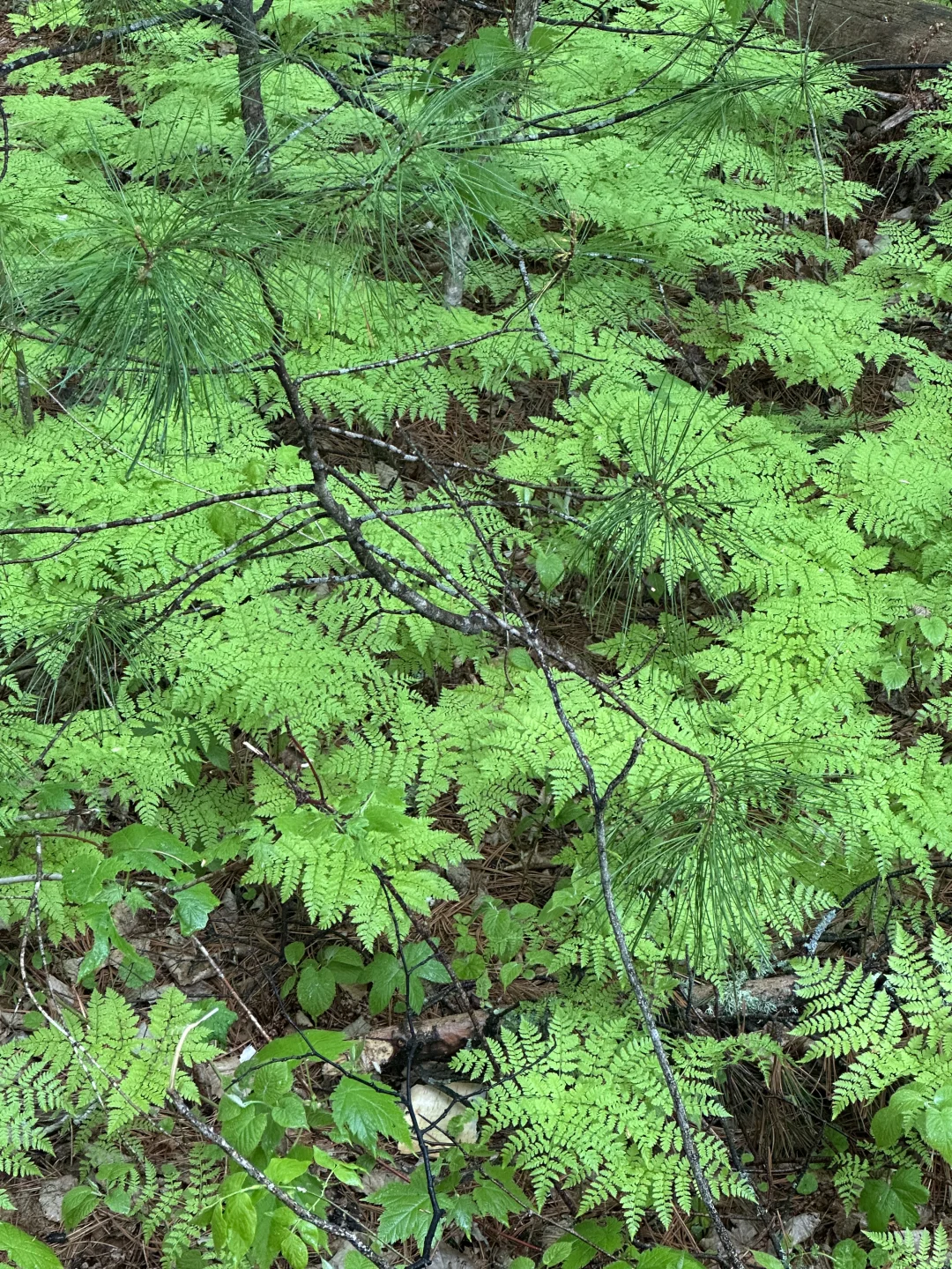 伊春｜🌳小兴安岭的初夏 ˡ̵˖☻˚‧