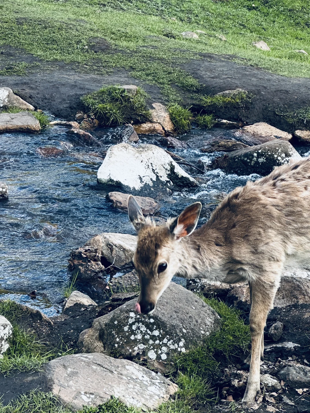伊春｜🌳小兴安岭的初夏 ˡ̵˖☻˚‧