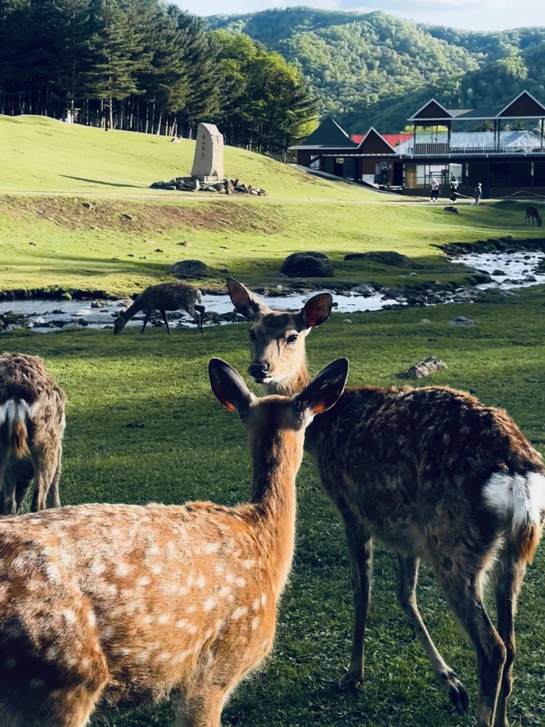伊春｜🌳小兴安岭的初夏 ˡ̵˖☻˚‧