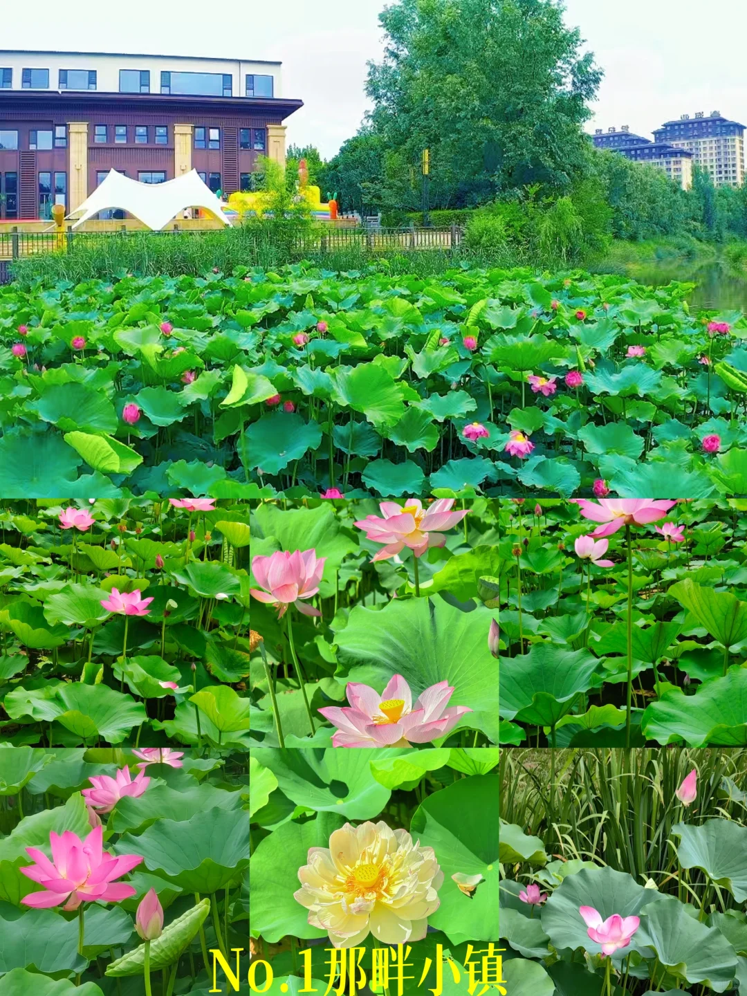 秦皇岛赏荷宝藏地 错过在等一年🪷
