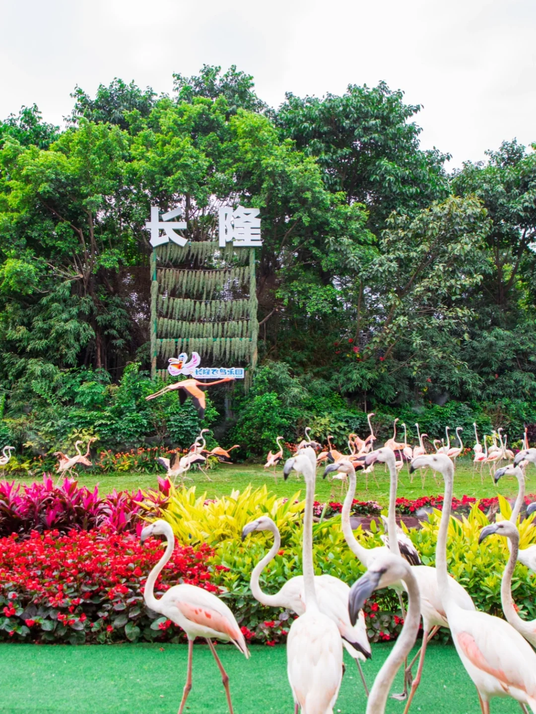 广州长隆刚回来,我的3天2晚行程安排!