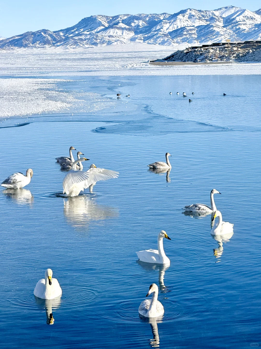 在赛里木湖拍到了我的人生live📷