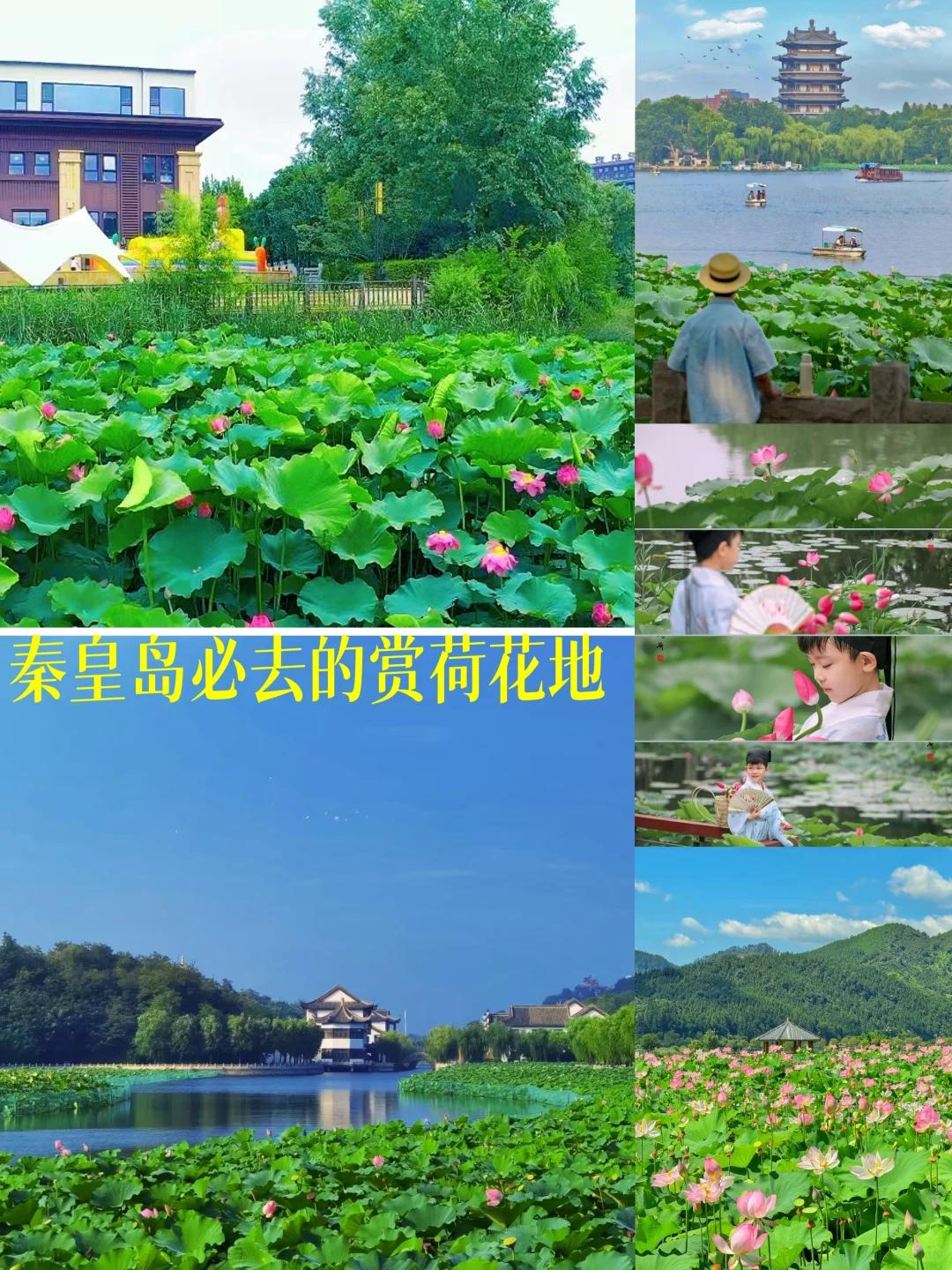 秦皇岛赏荷宝藏地 错过在等一年🪷