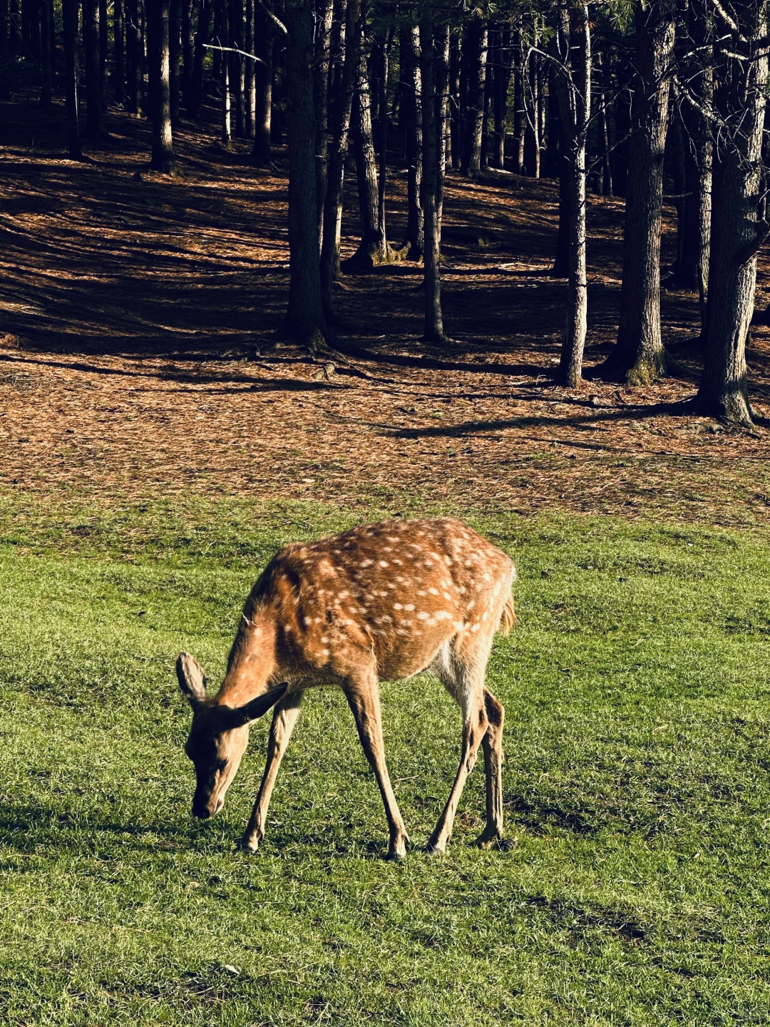 伊春｜🌳小兴安岭的初夏 ˡ̵˖☻˚‧